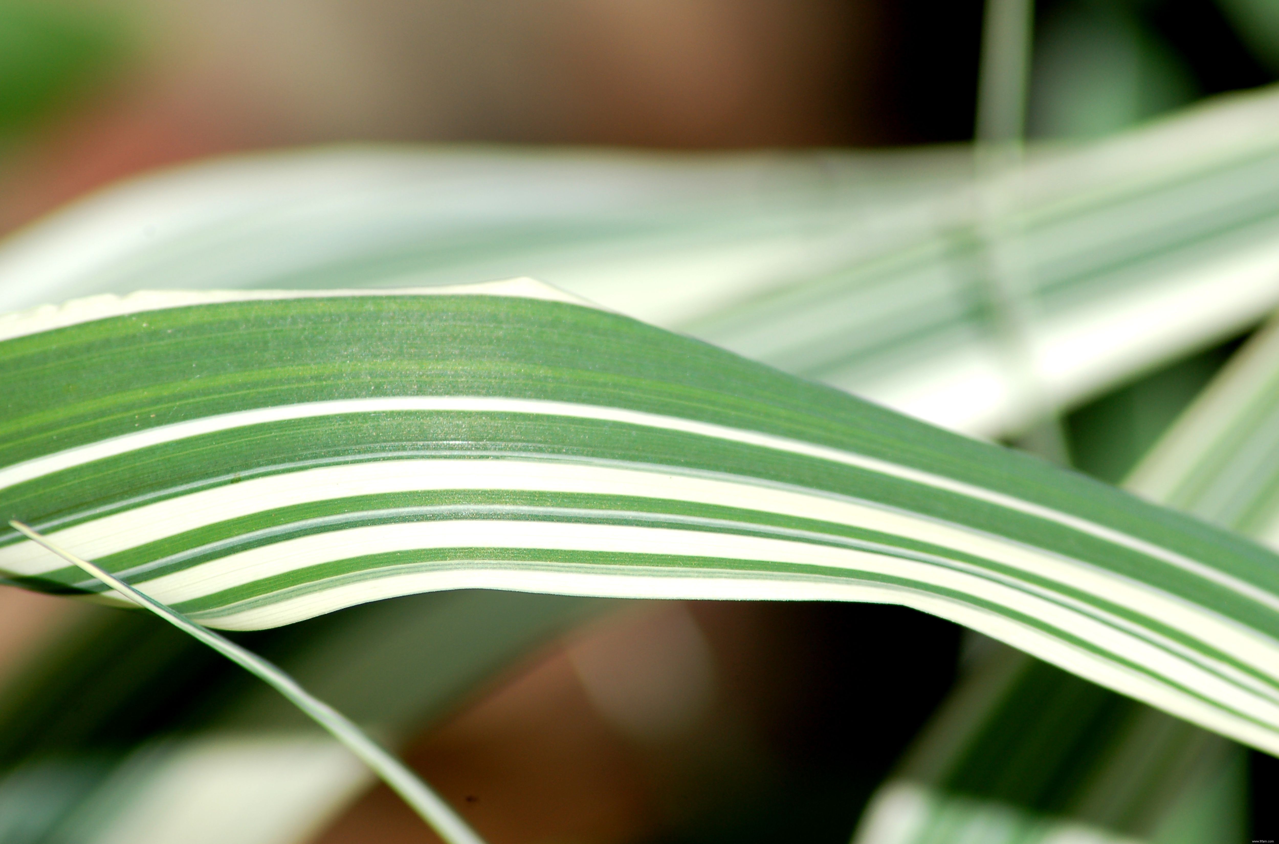 Photos de plantes à feuilles panachées 