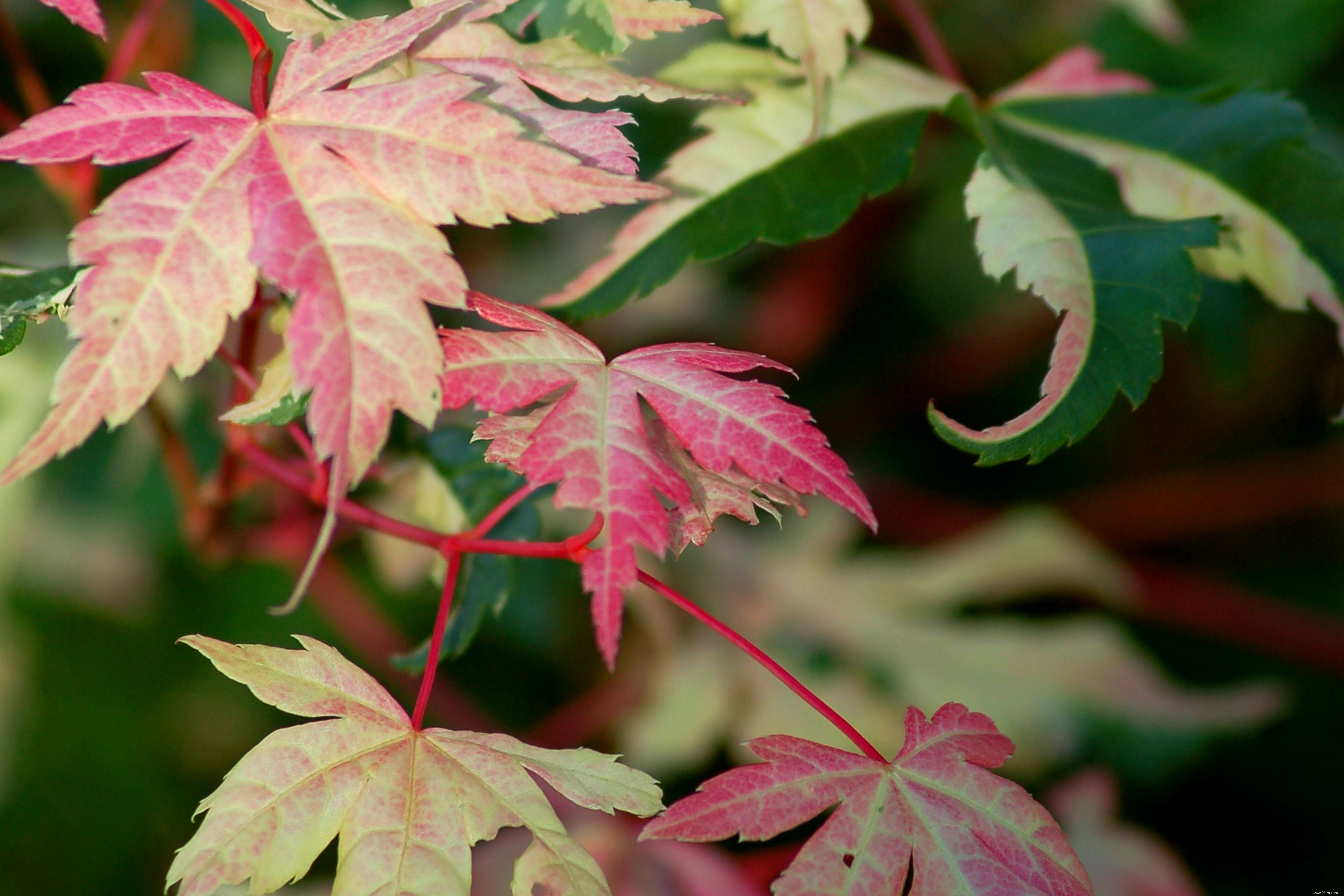 Photos de plantes à feuilles panachées 