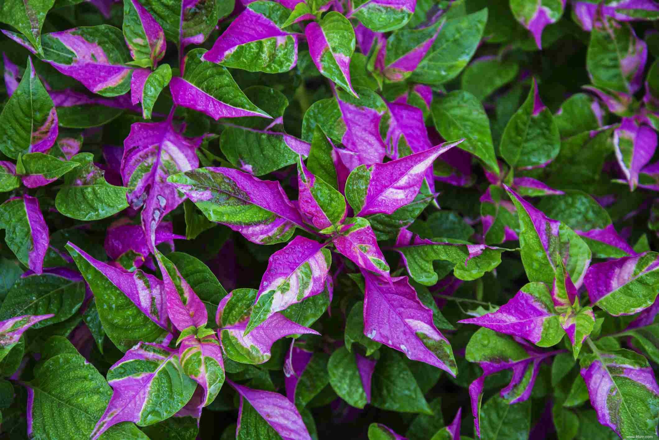 Photos de plantes à feuilles panachées 