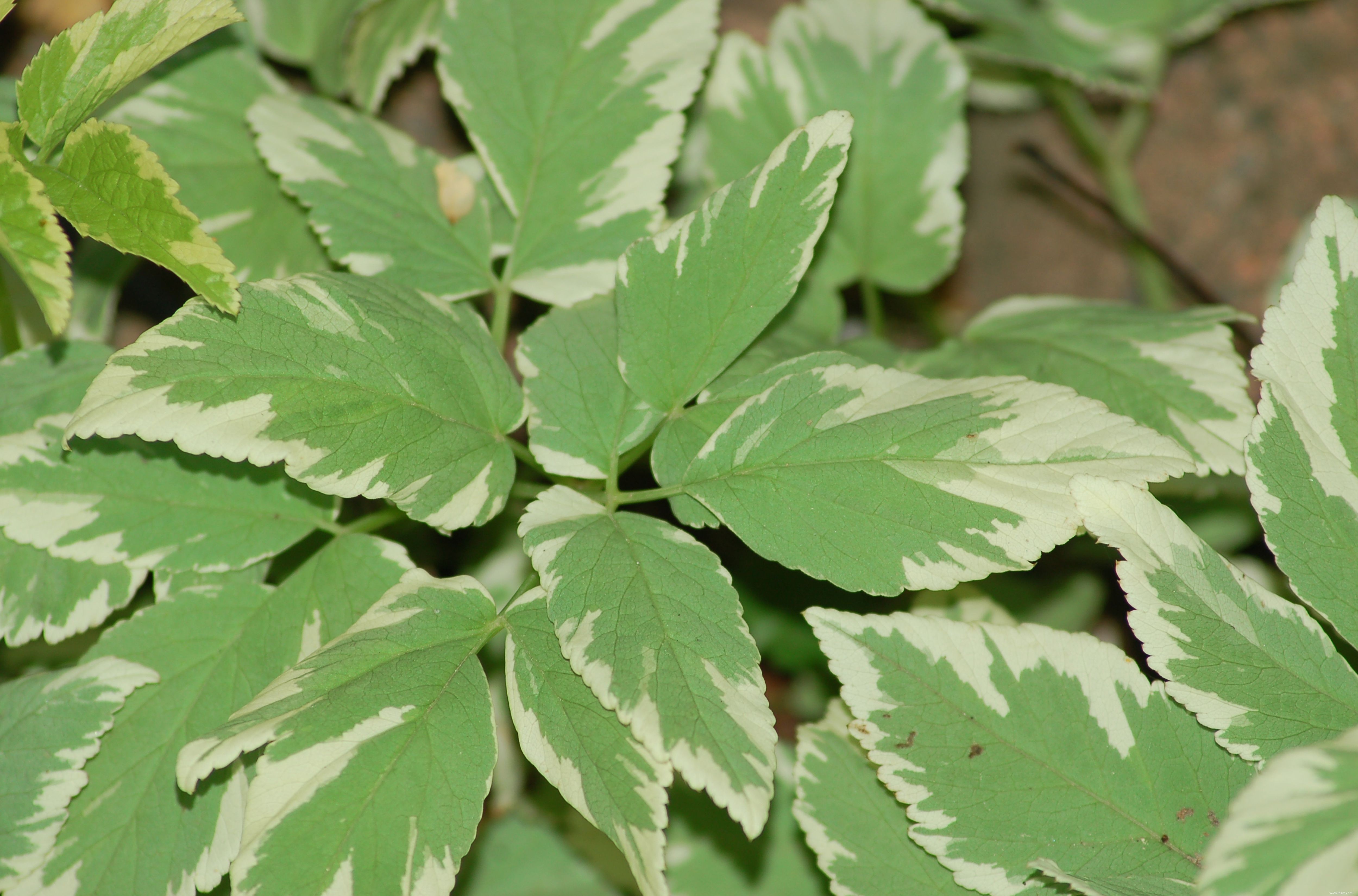 Photos de plantes à feuilles panachées 