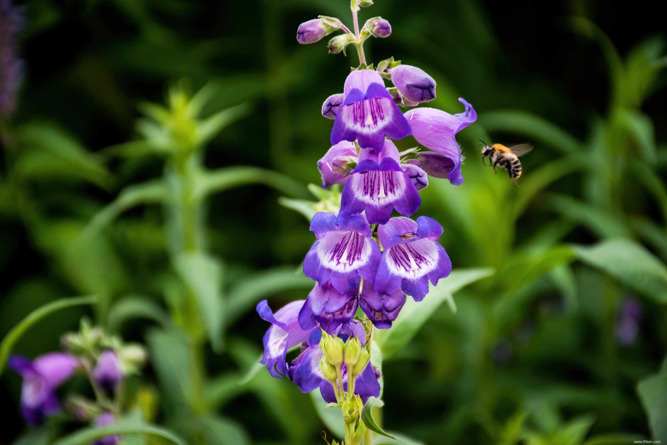 15 meilleures plantes pour les jardins résistants à la sécheresse 