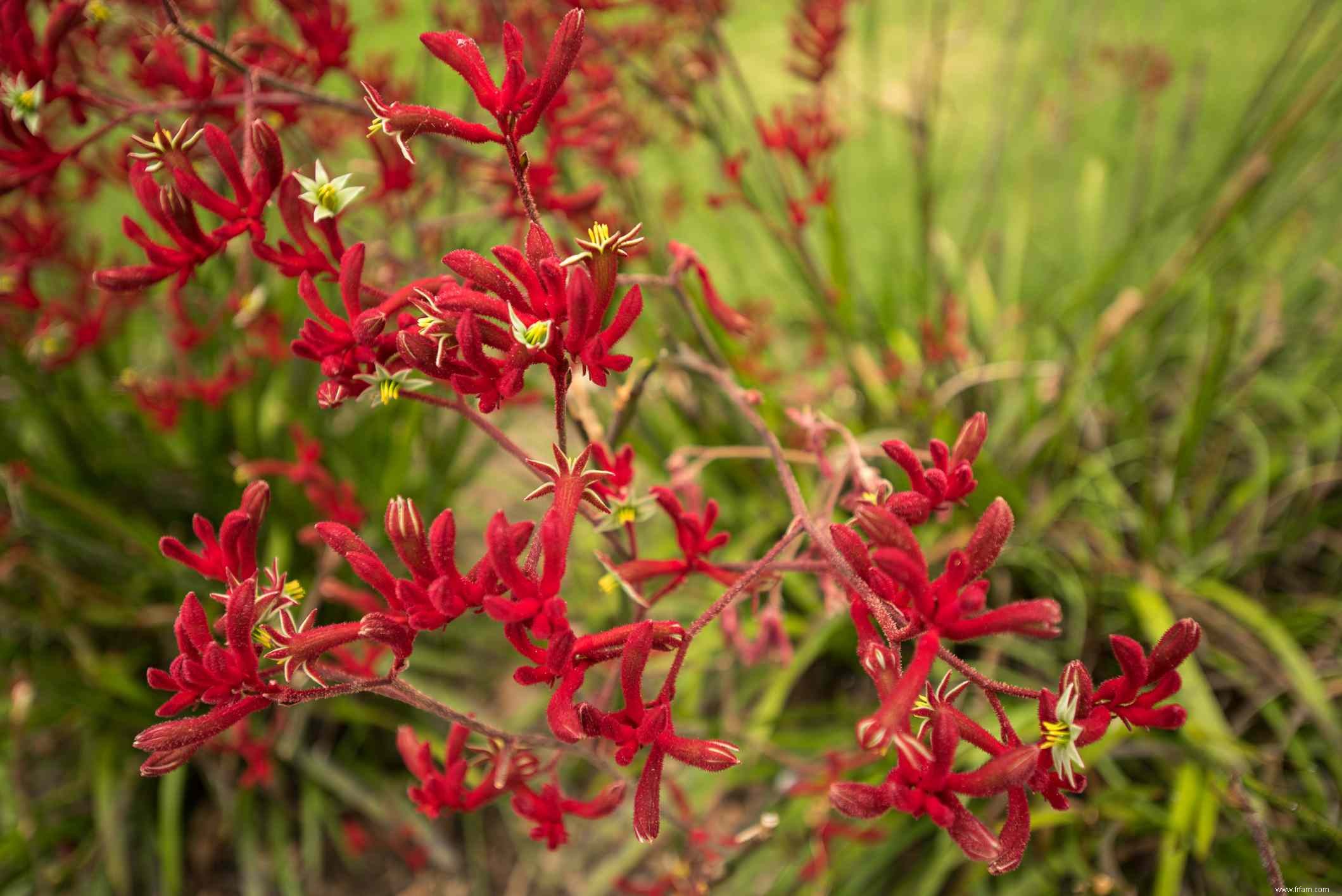 15 meilleures plantes pour les jardins résistants à la sécheresse 