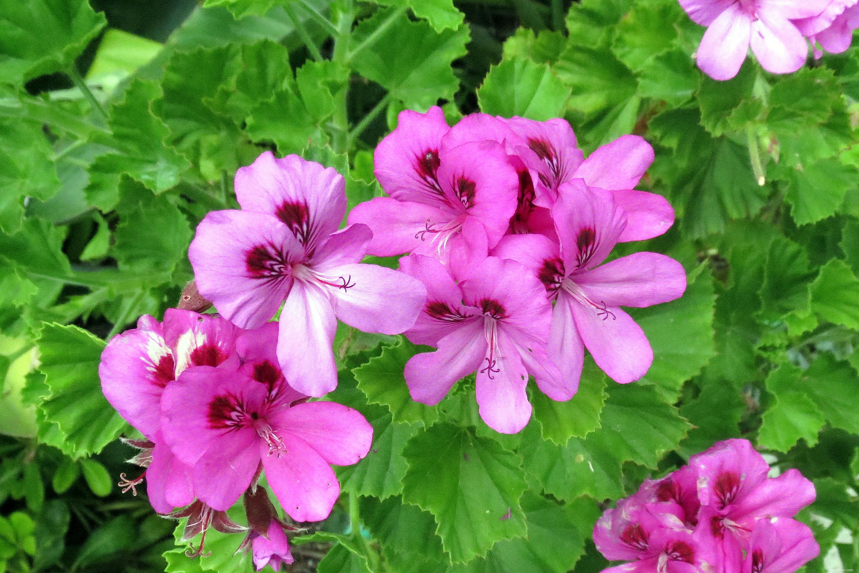 15 meilleures plantes pour les jardins résistants à la sécheresse 