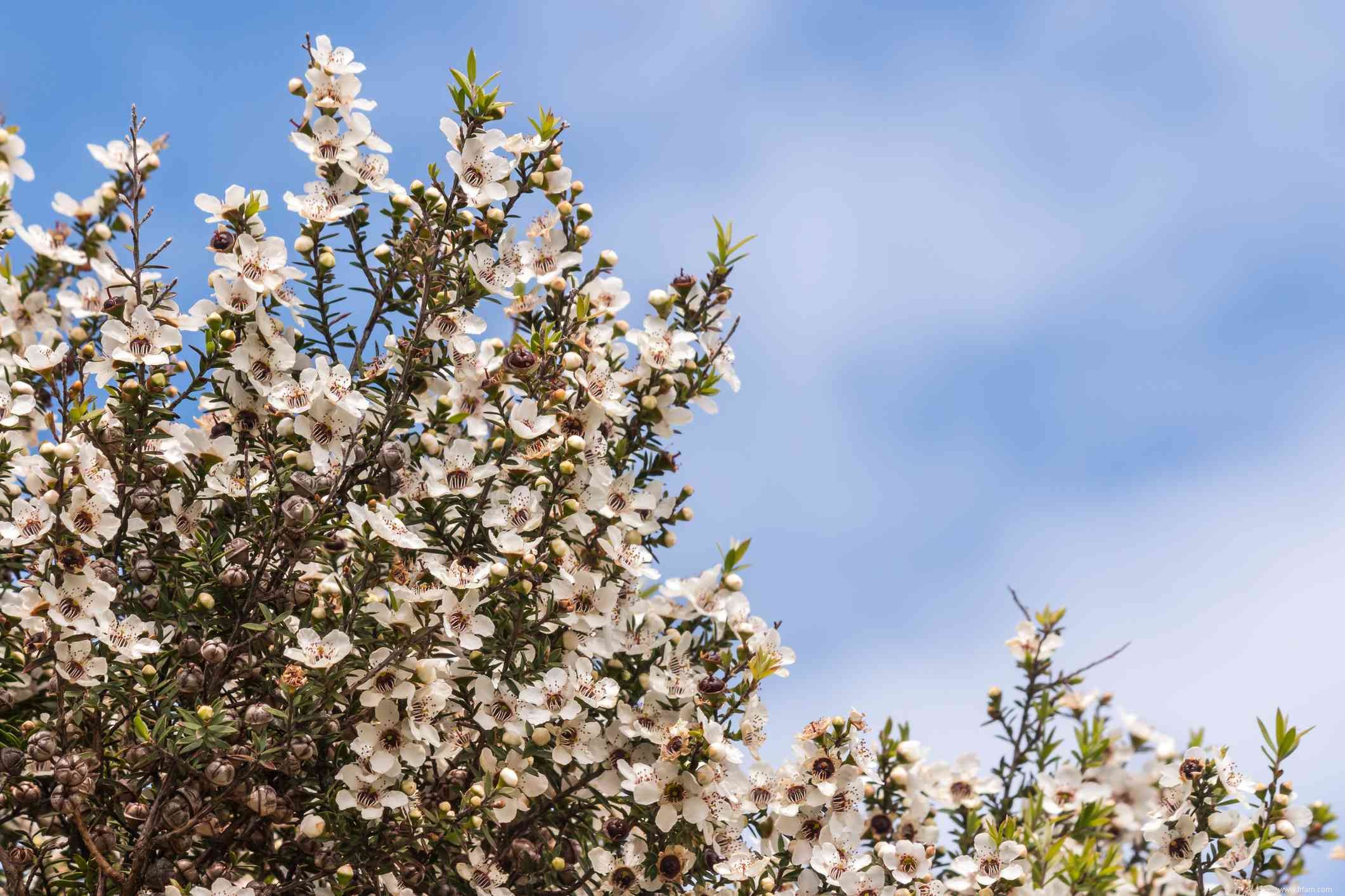 15 meilleures plantes pour les jardins résistants à la sécheresse 