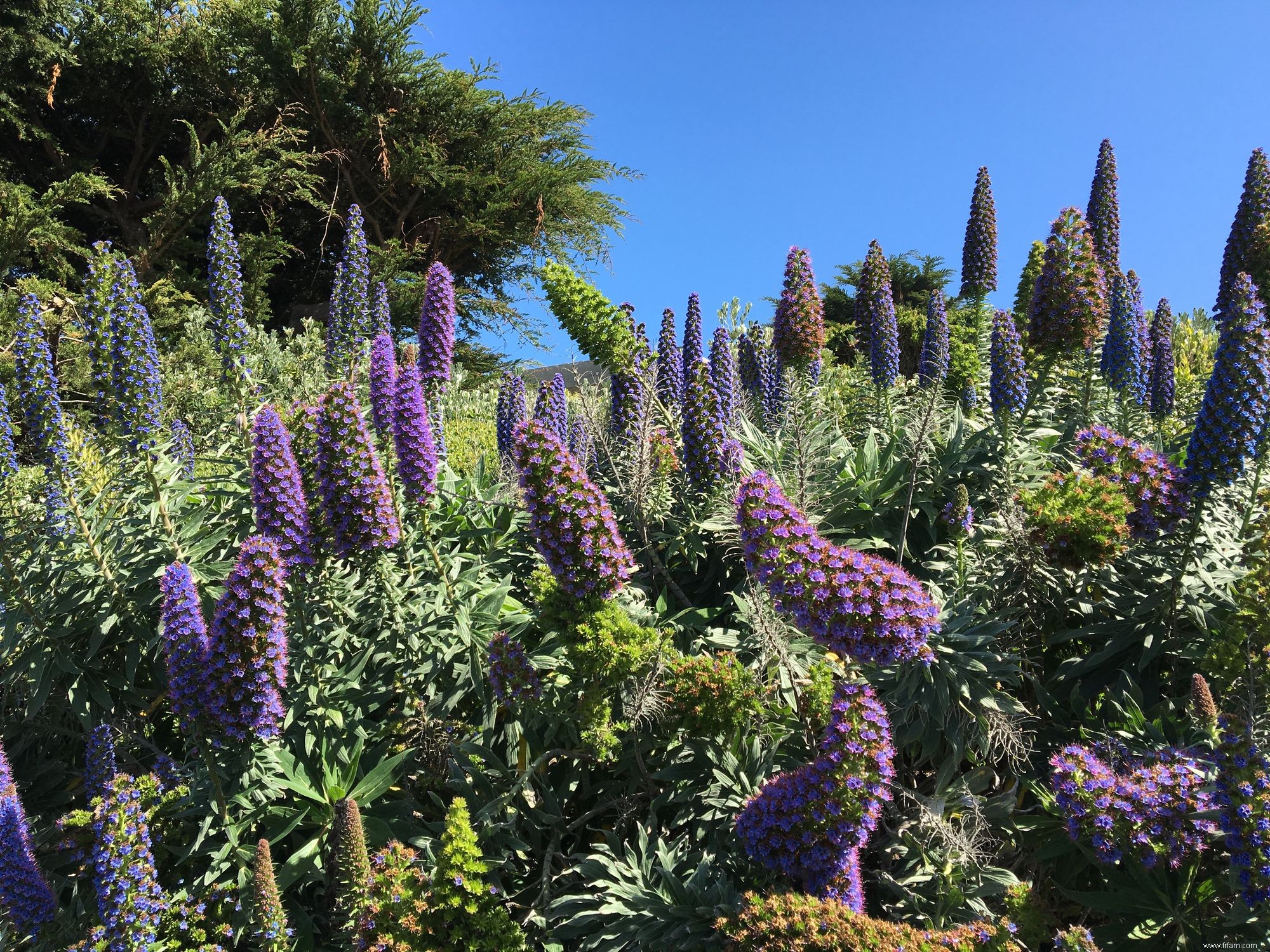 15 meilleures plantes pour les jardins résistants à la sécheresse 