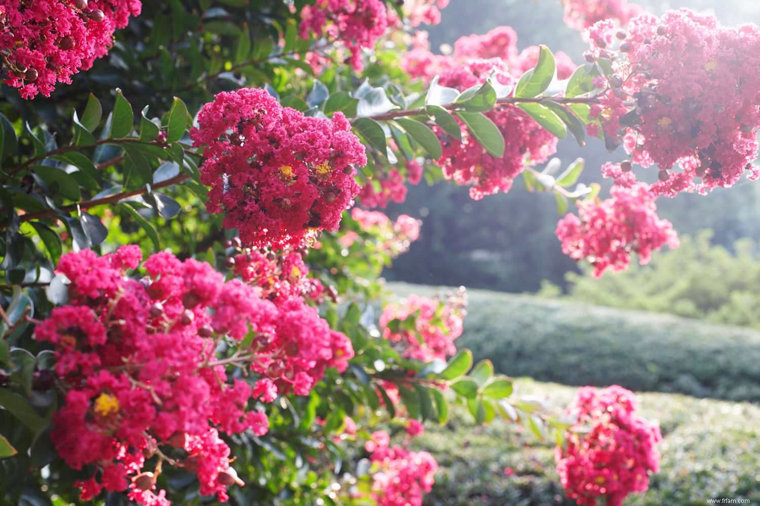 10 plantes désordonnées que vous ne voulez pas près de la piscine 