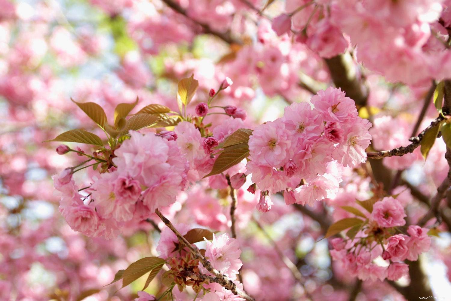 10 plantes désordonnées que vous ne voulez pas près de la piscine 