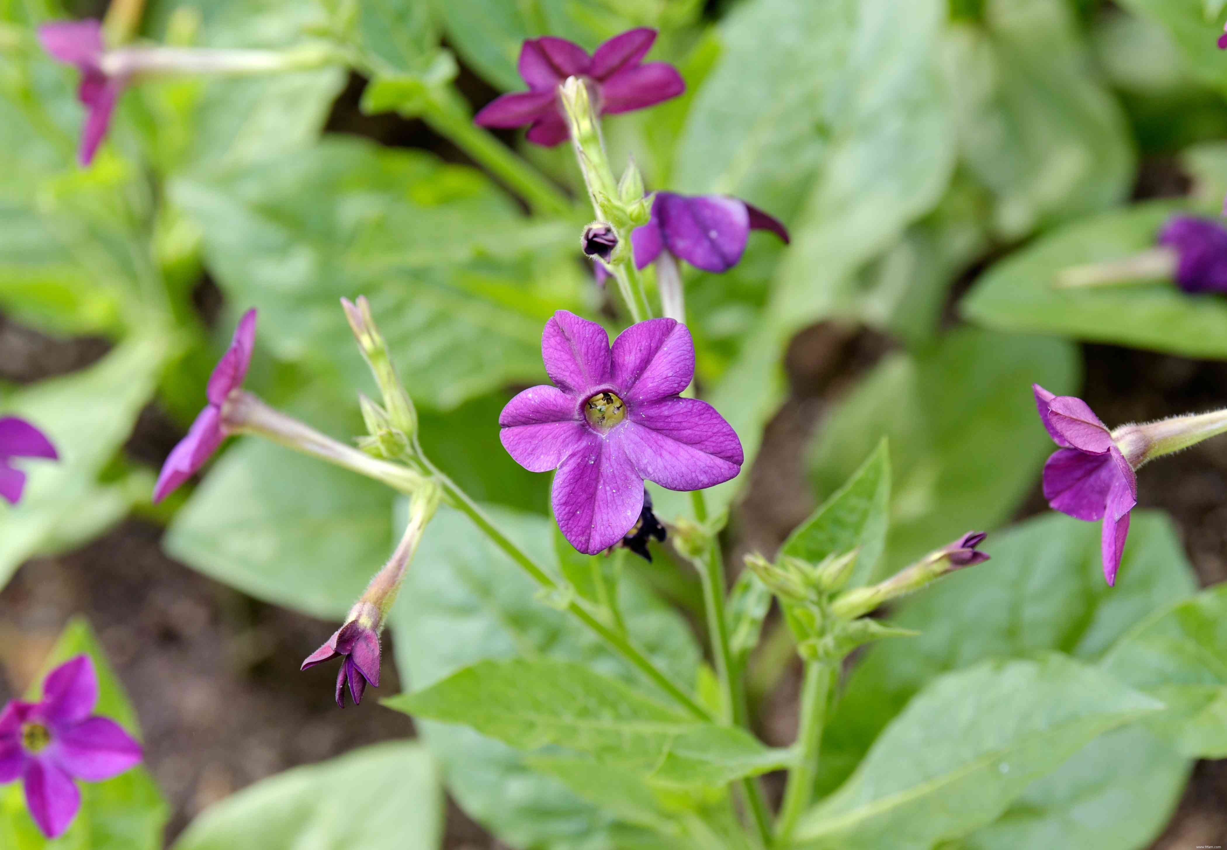 16 plantes qui sentent mieux la nuit 