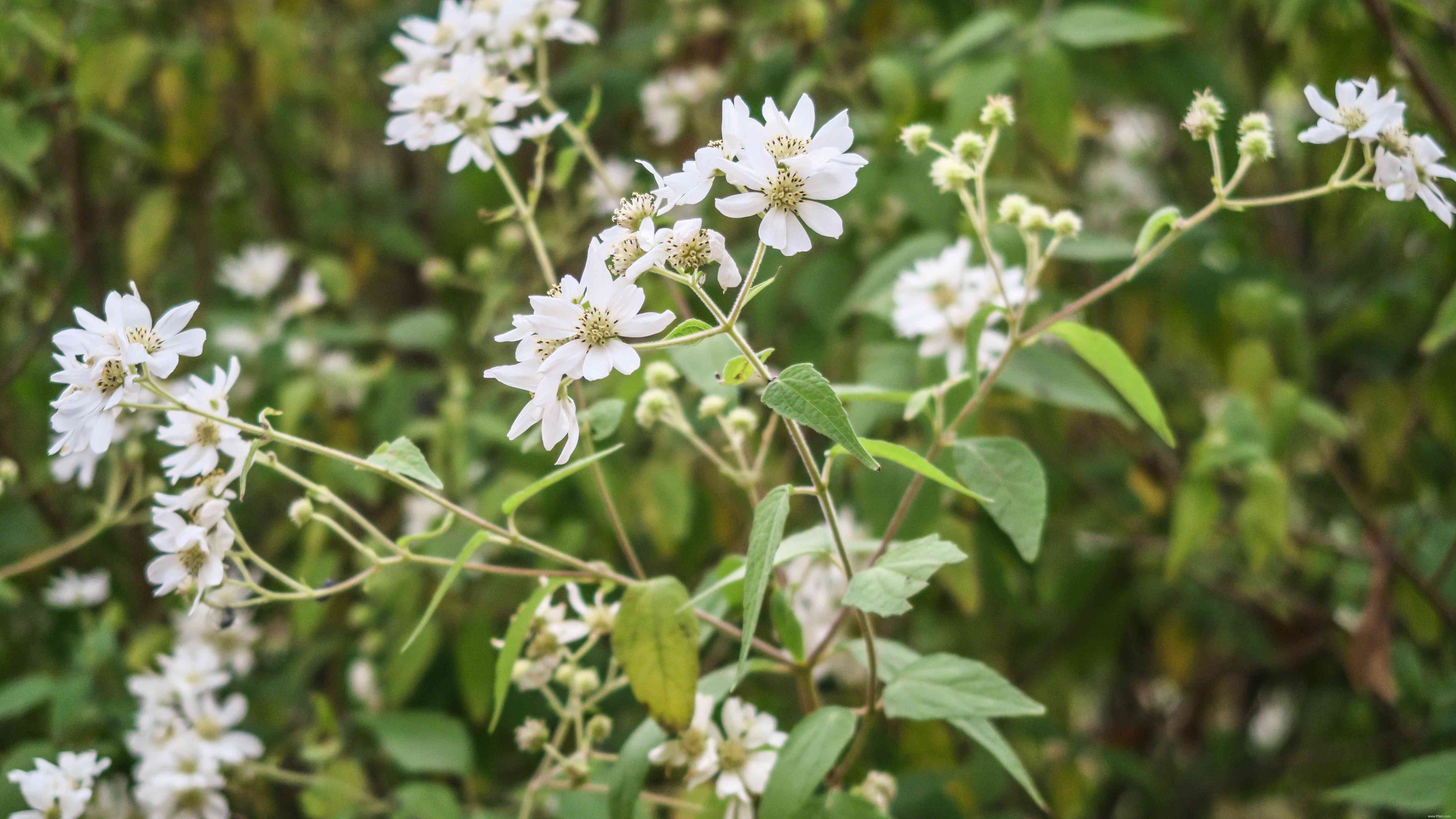 16 plantes qui sentent mieux la nuit 