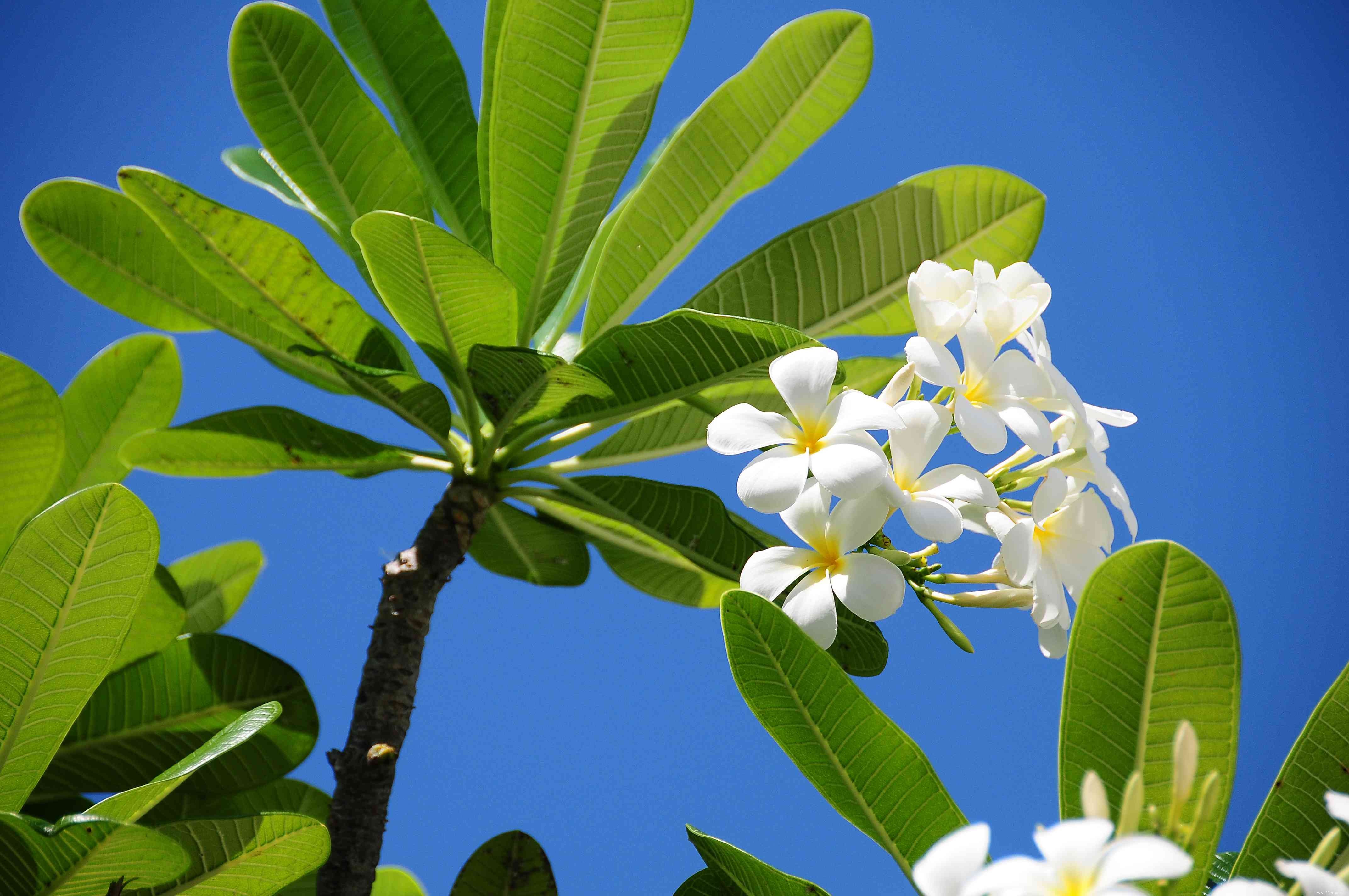 16 plantes qui sentent mieux la nuit 