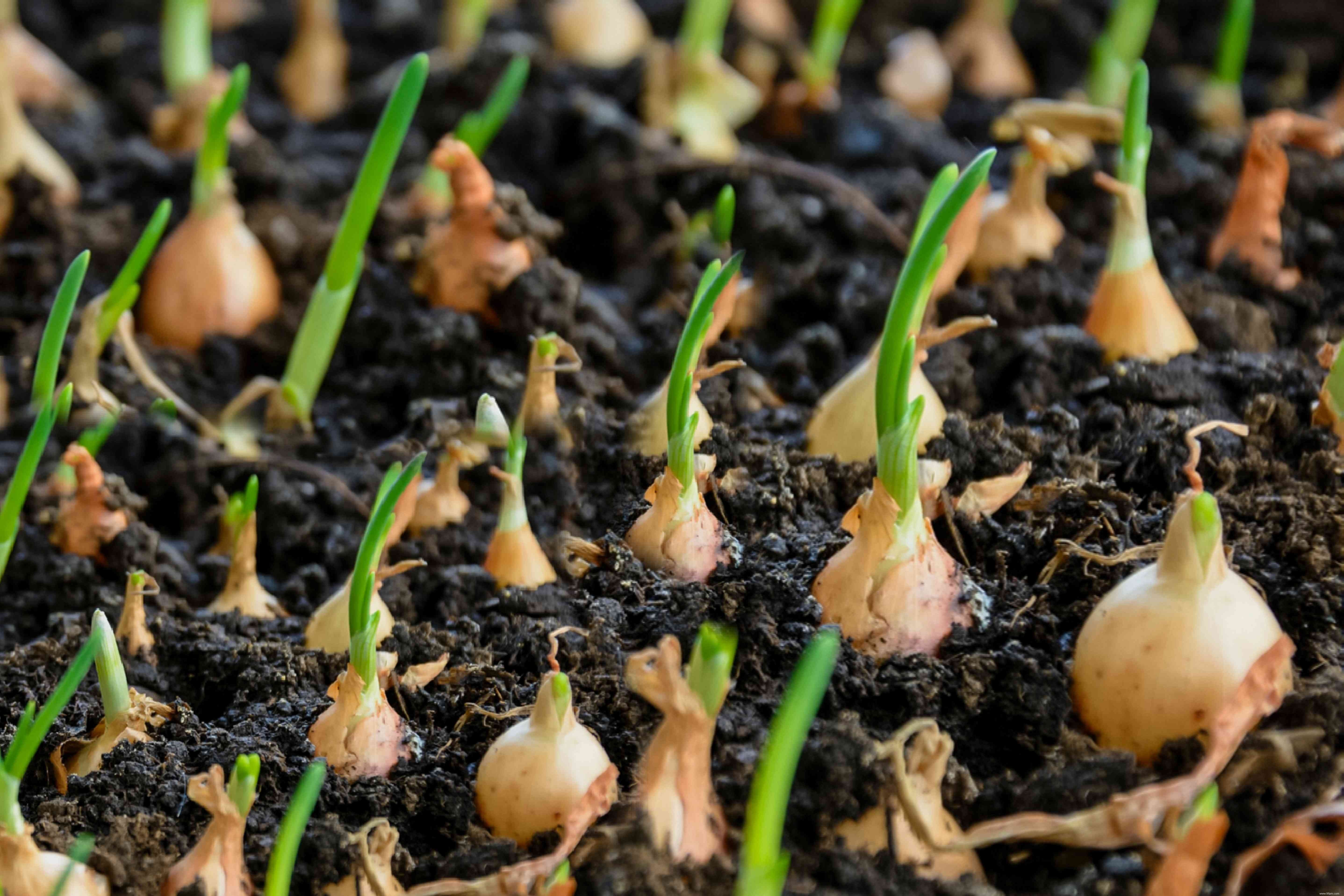 Les meilleures plantes d accompagnement pour les pois de jardin (et celles à éviter) 