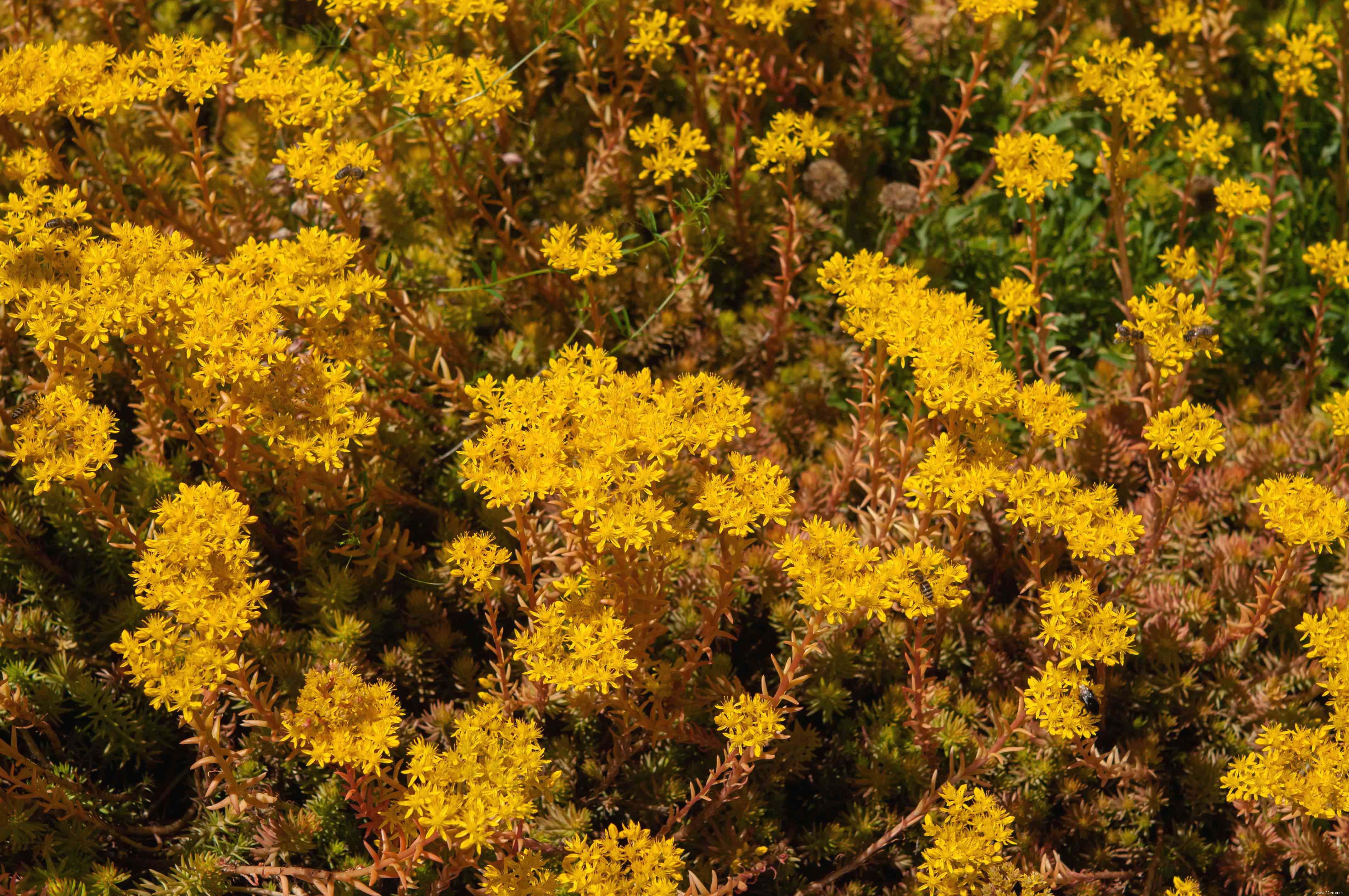 33 meilleures plantes de rocaille pour le soleil ou l ombre 