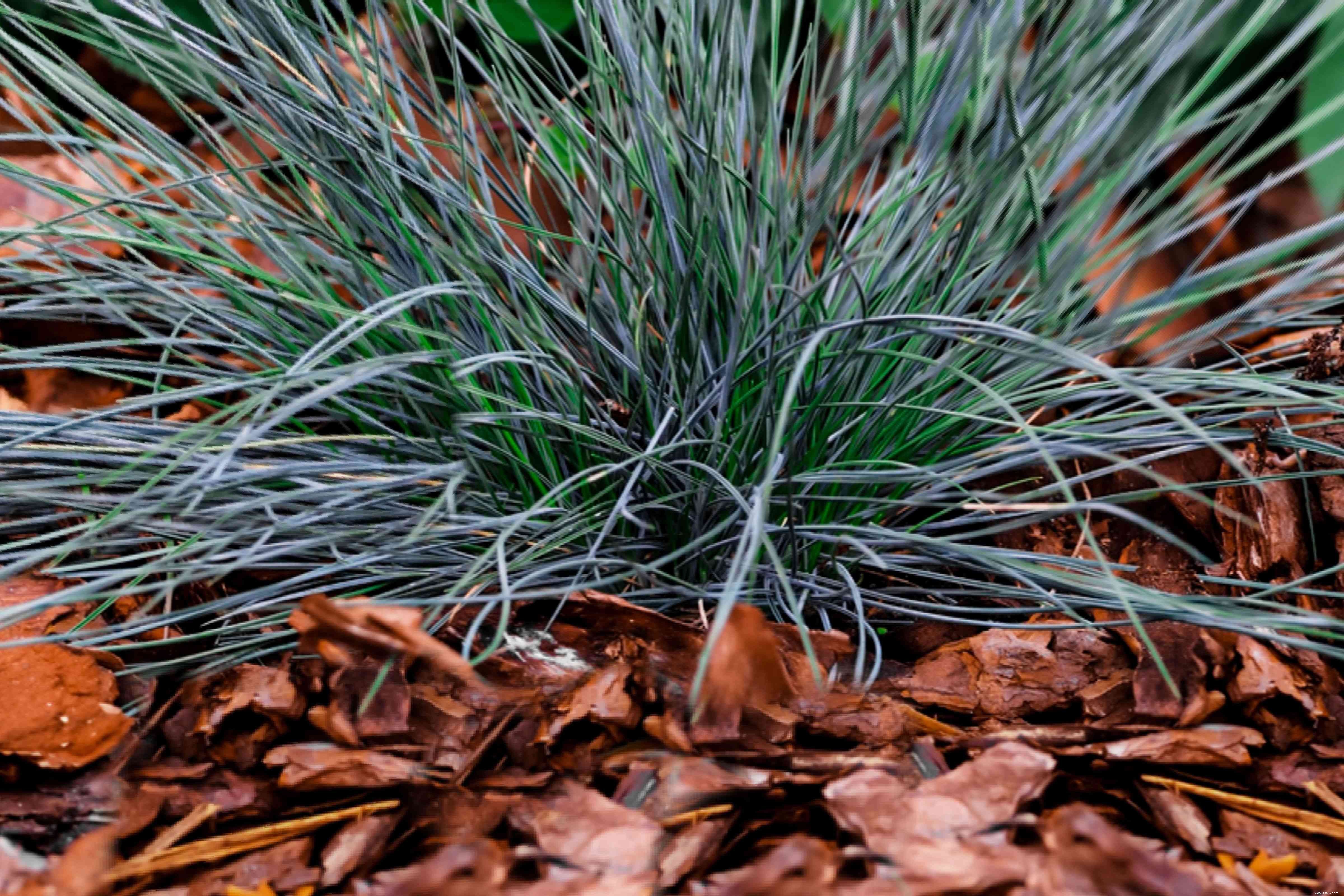 33 meilleures plantes de rocaille pour le soleil ou l ombre 