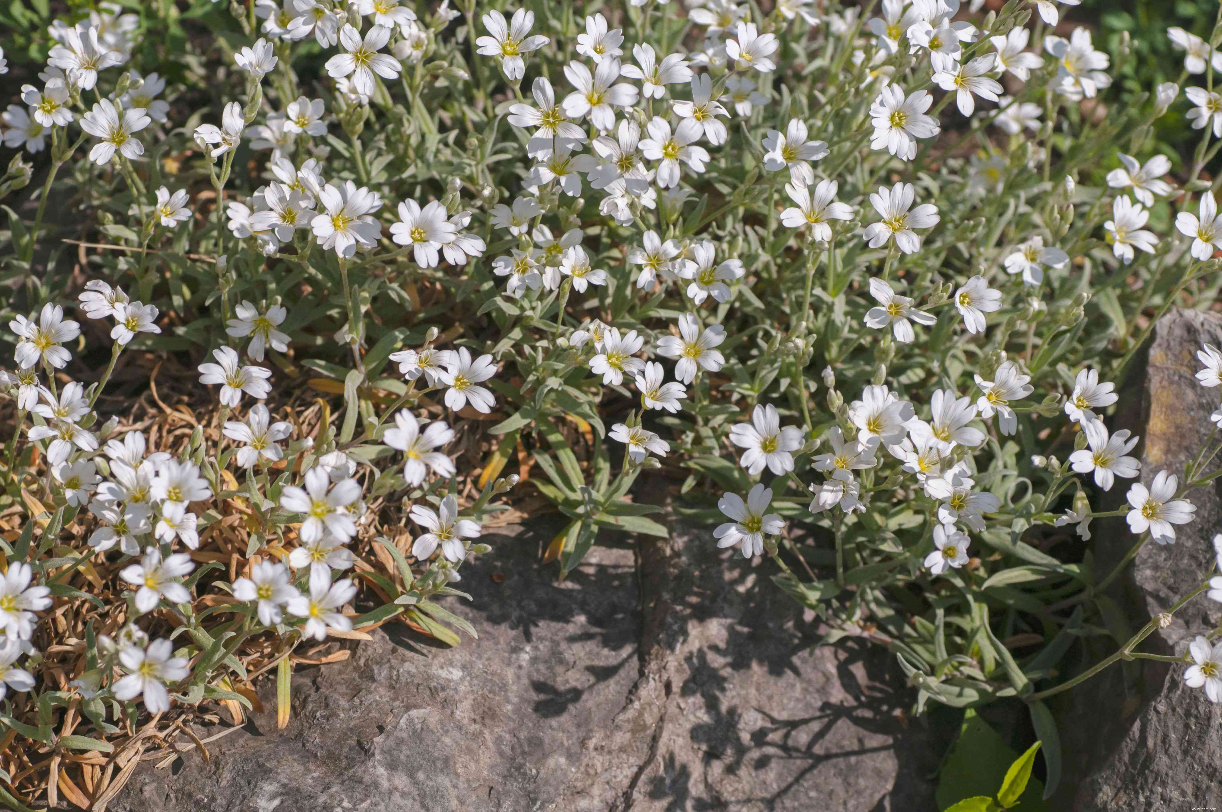 33 meilleures plantes de rocaille pour le soleil ou l ombre 