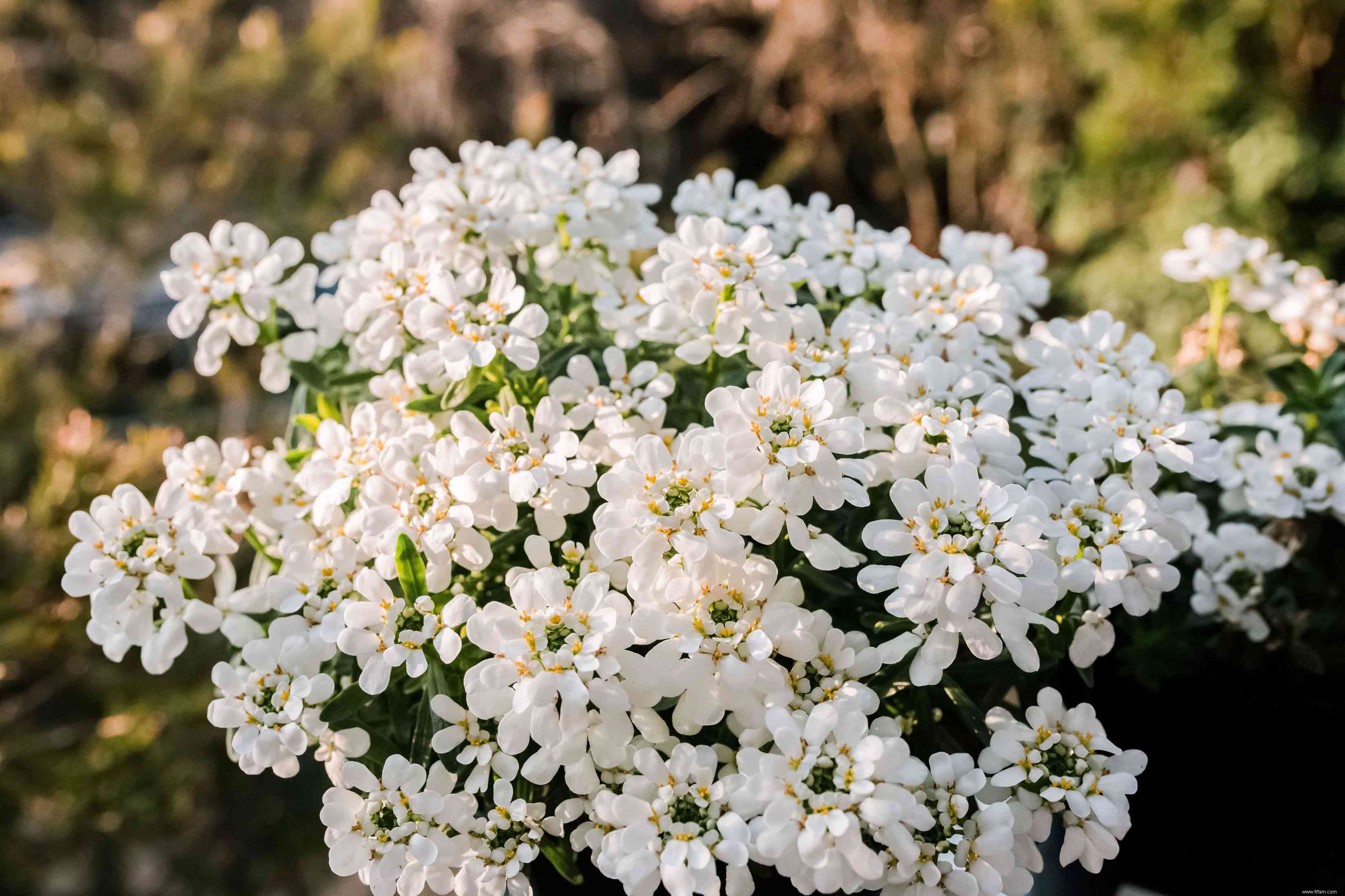 33 meilleures plantes de rocaille pour le soleil ou l ombre 