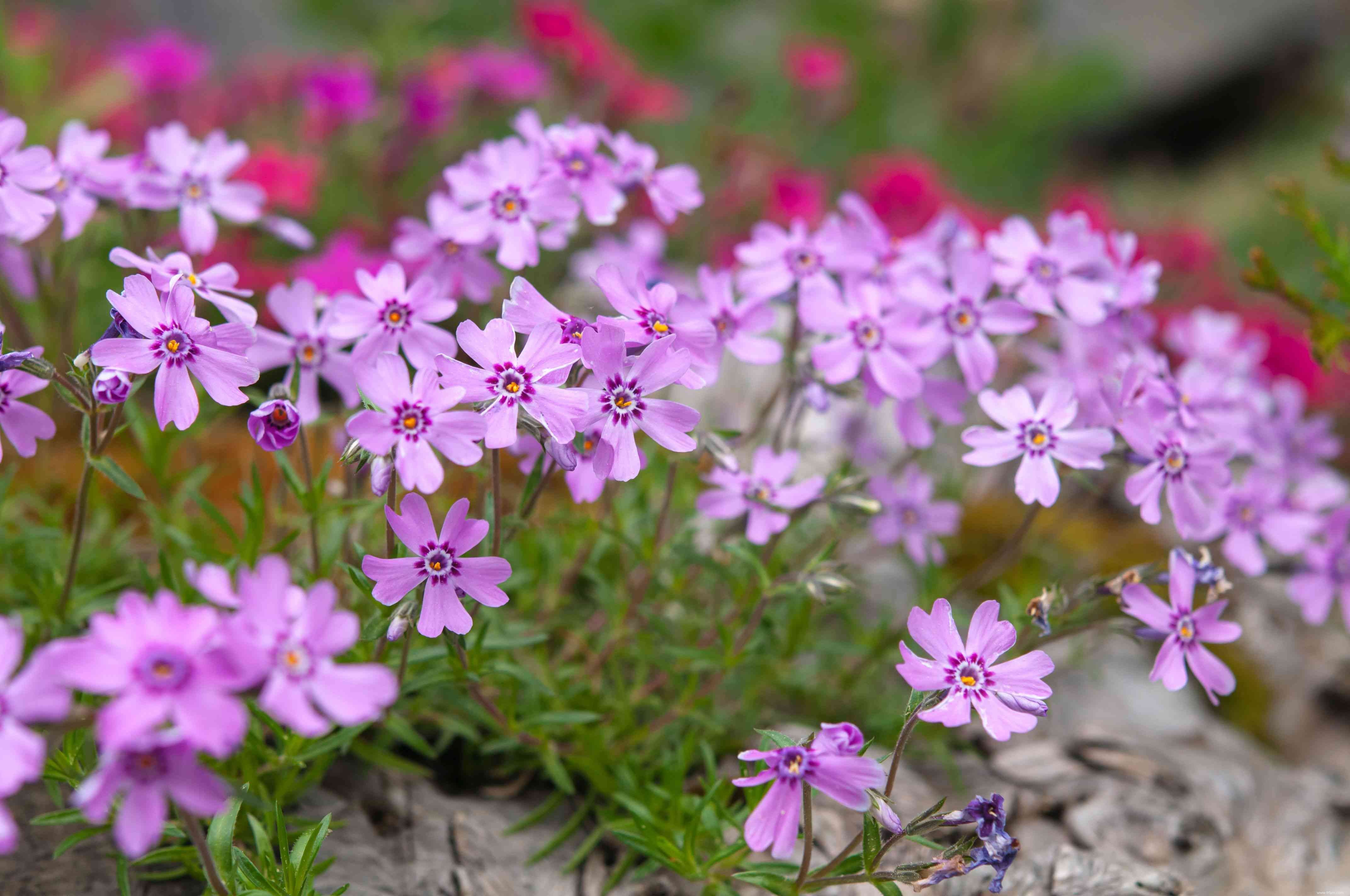 33 meilleures plantes de rocaille pour le soleil ou l ombre 