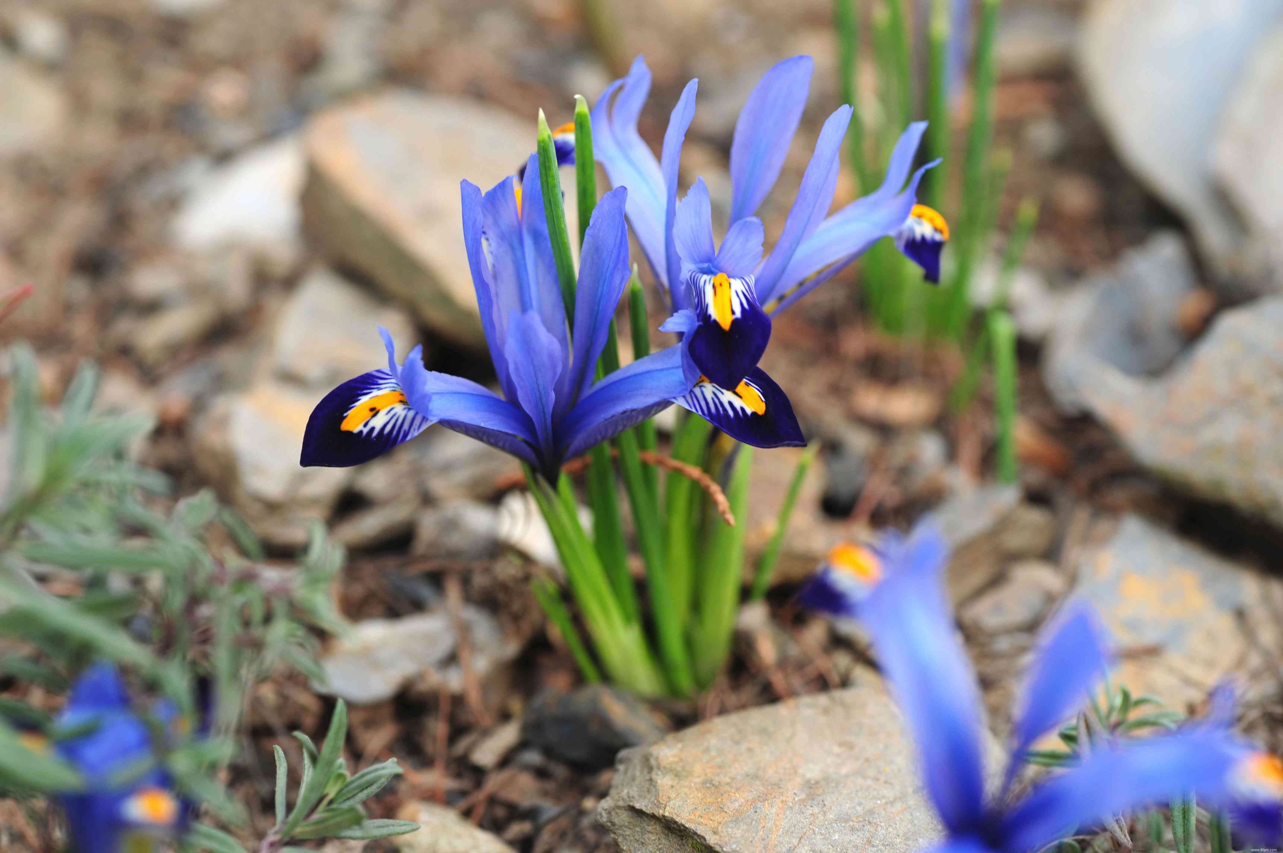 33 meilleures plantes de rocaille pour le soleil ou l ombre 