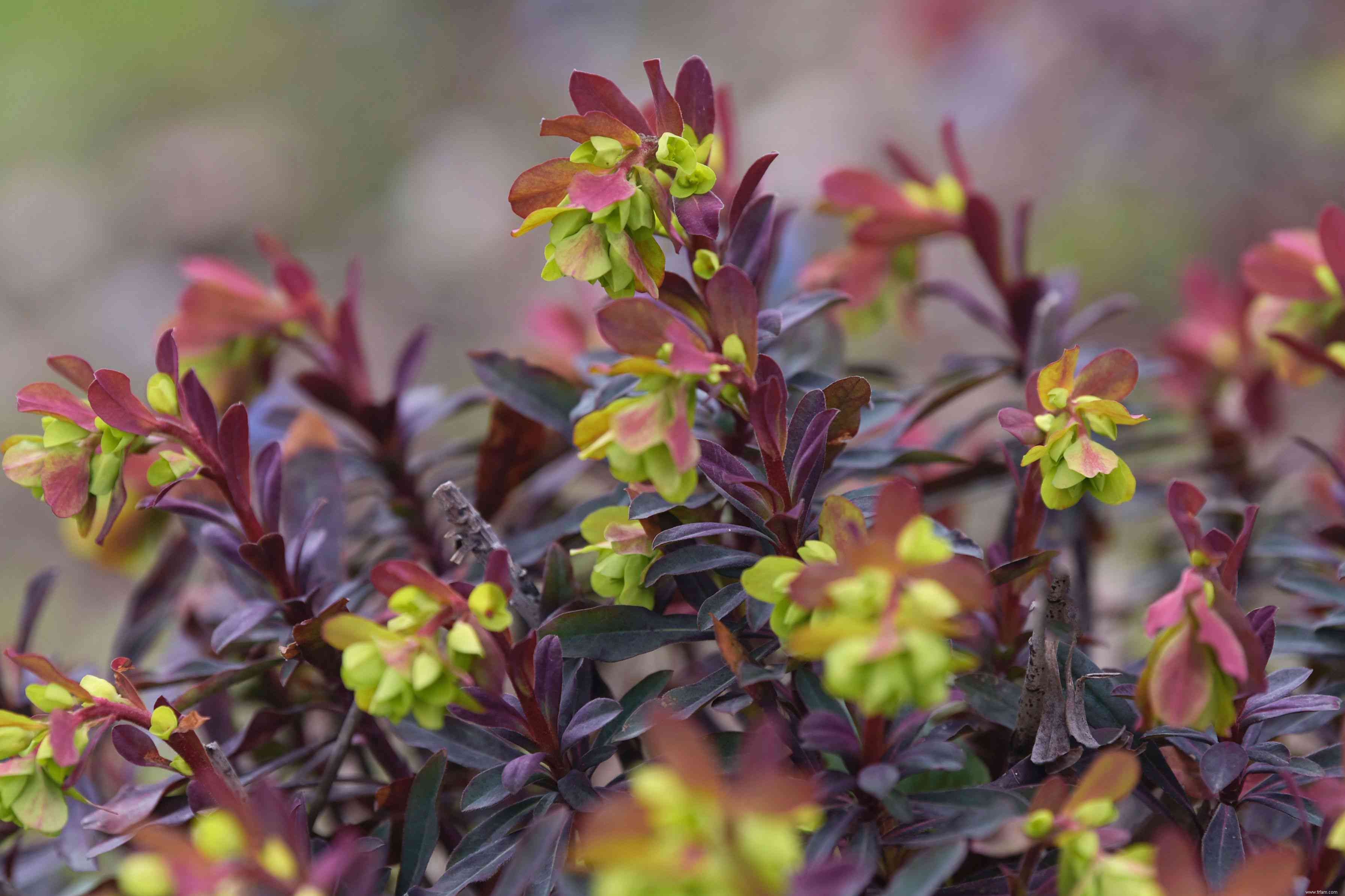 33 meilleures plantes de rocaille pour le soleil ou l ombre 