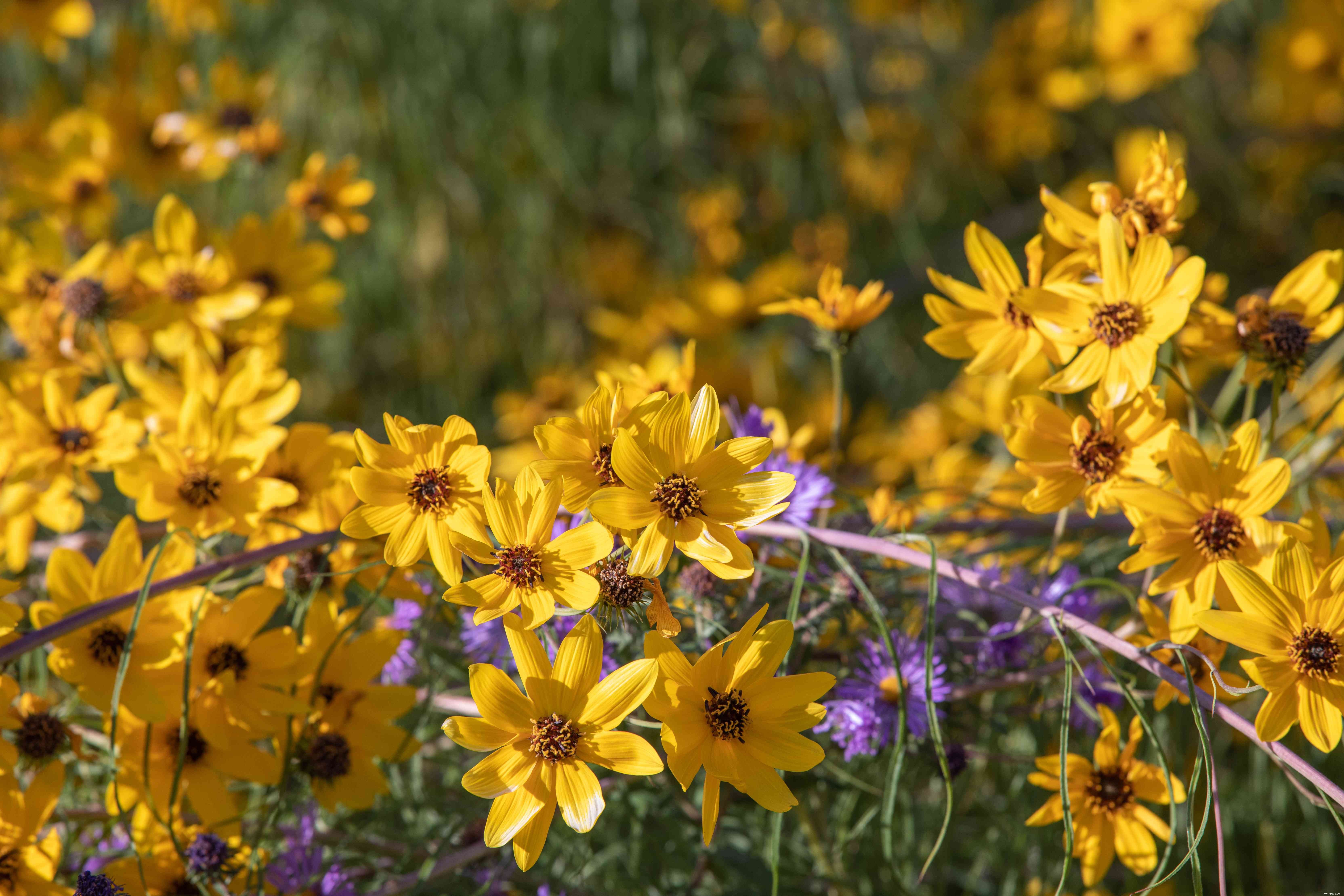 33 meilleures plantes de rocaille pour le soleil ou l ombre 