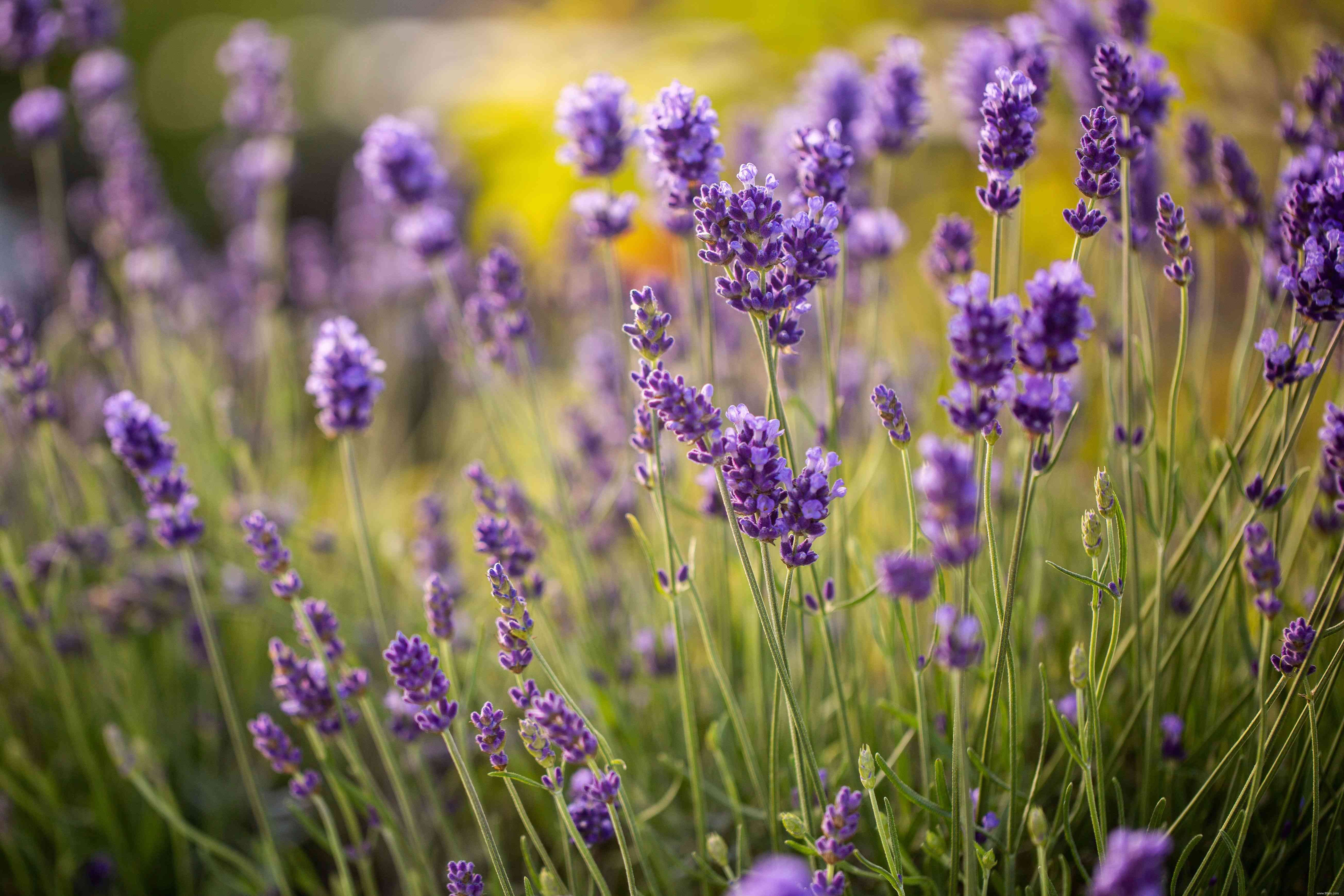 33 meilleures plantes de rocaille pour le soleil ou l ombre 