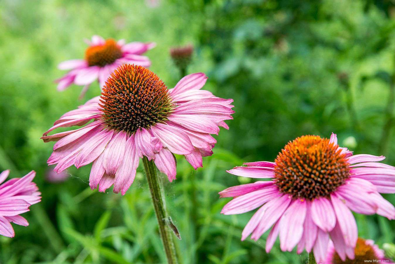 33 meilleures plantes de rocaille pour le soleil ou l ombre 