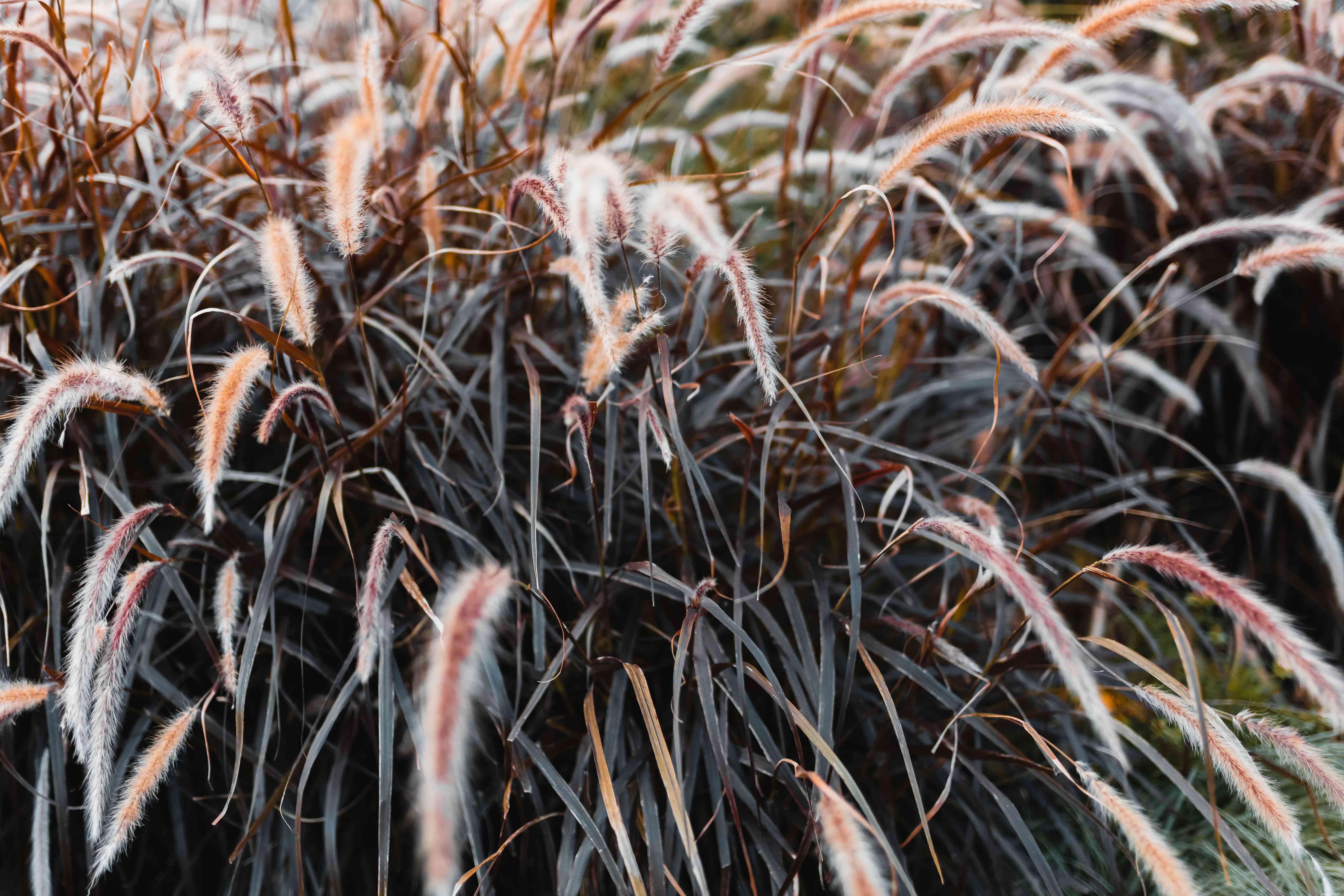 33 meilleures plantes de rocaille pour le soleil ou l ombre 