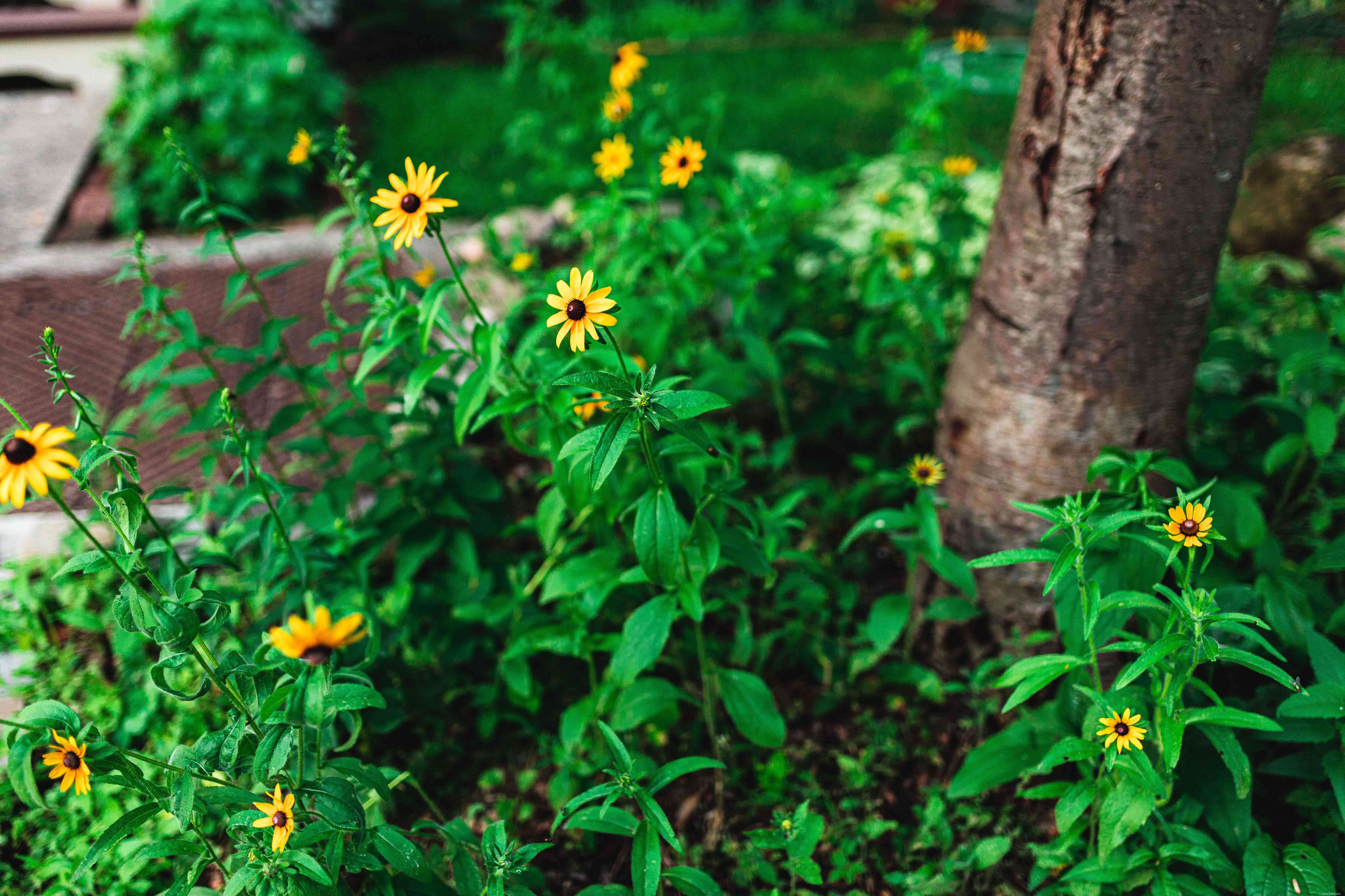 33 meilleures plantes de rocaille pour le soleil ou l ombre 