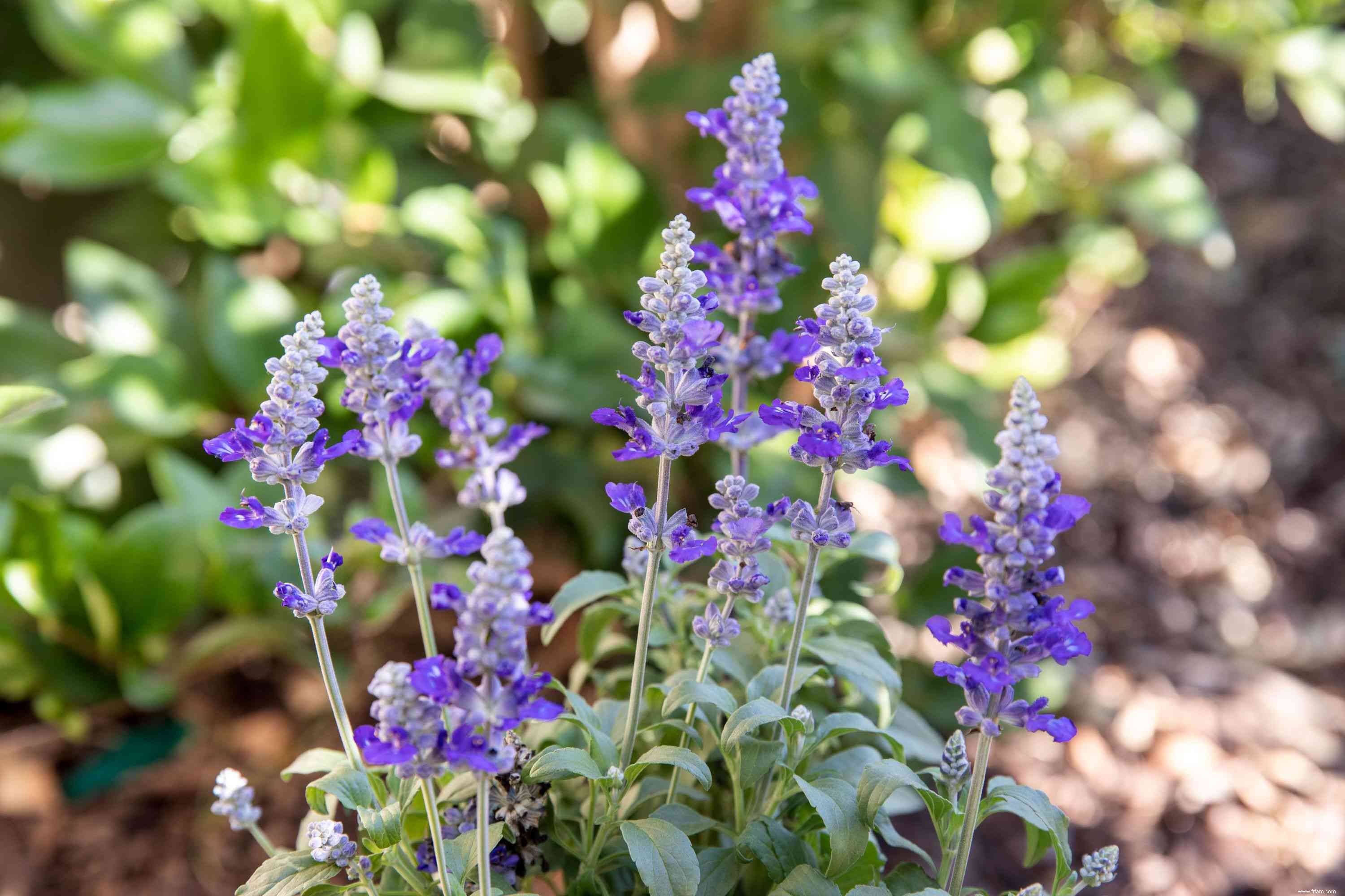 33 meilleures plantes de rocaille pour le soleil ou l ombre 