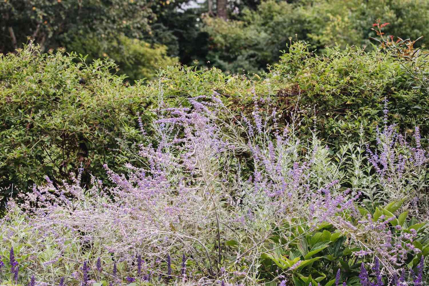 33 meilleures plantes de rocaille pour le soleil ou l ombre 