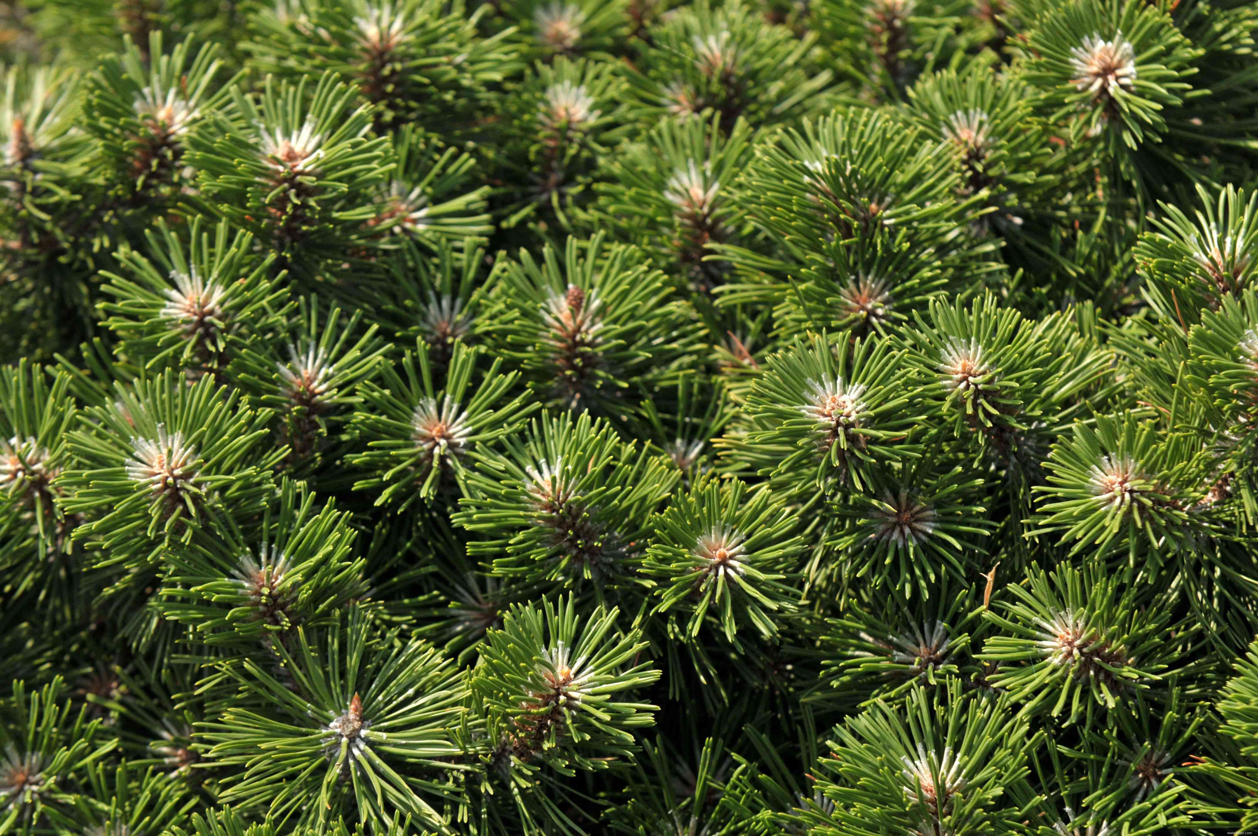 33 meilleures plantes de rocaille pour le soleil ou l ombre 