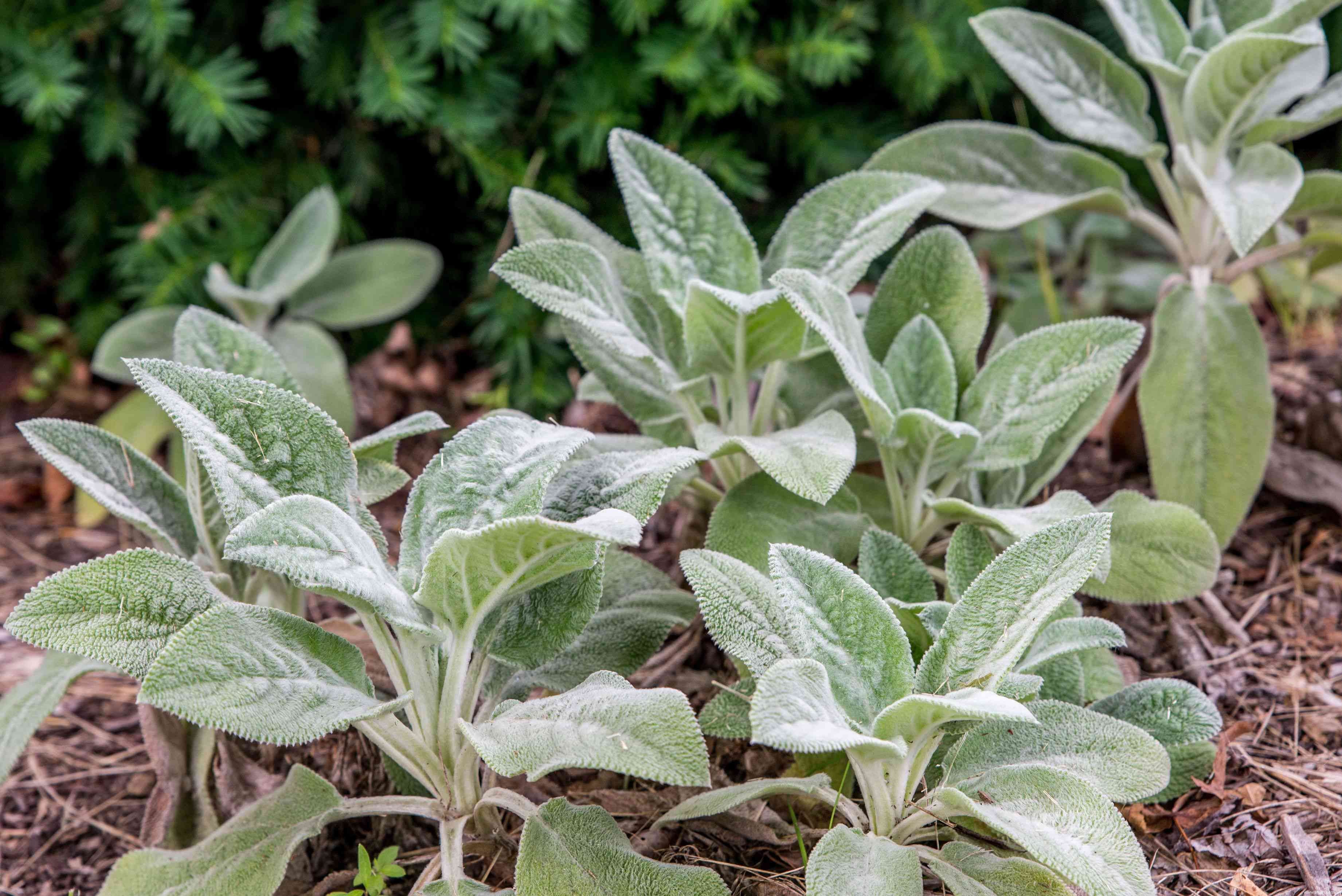 33 meilleures plantes de rocaille pour le soleil ou l ombre 