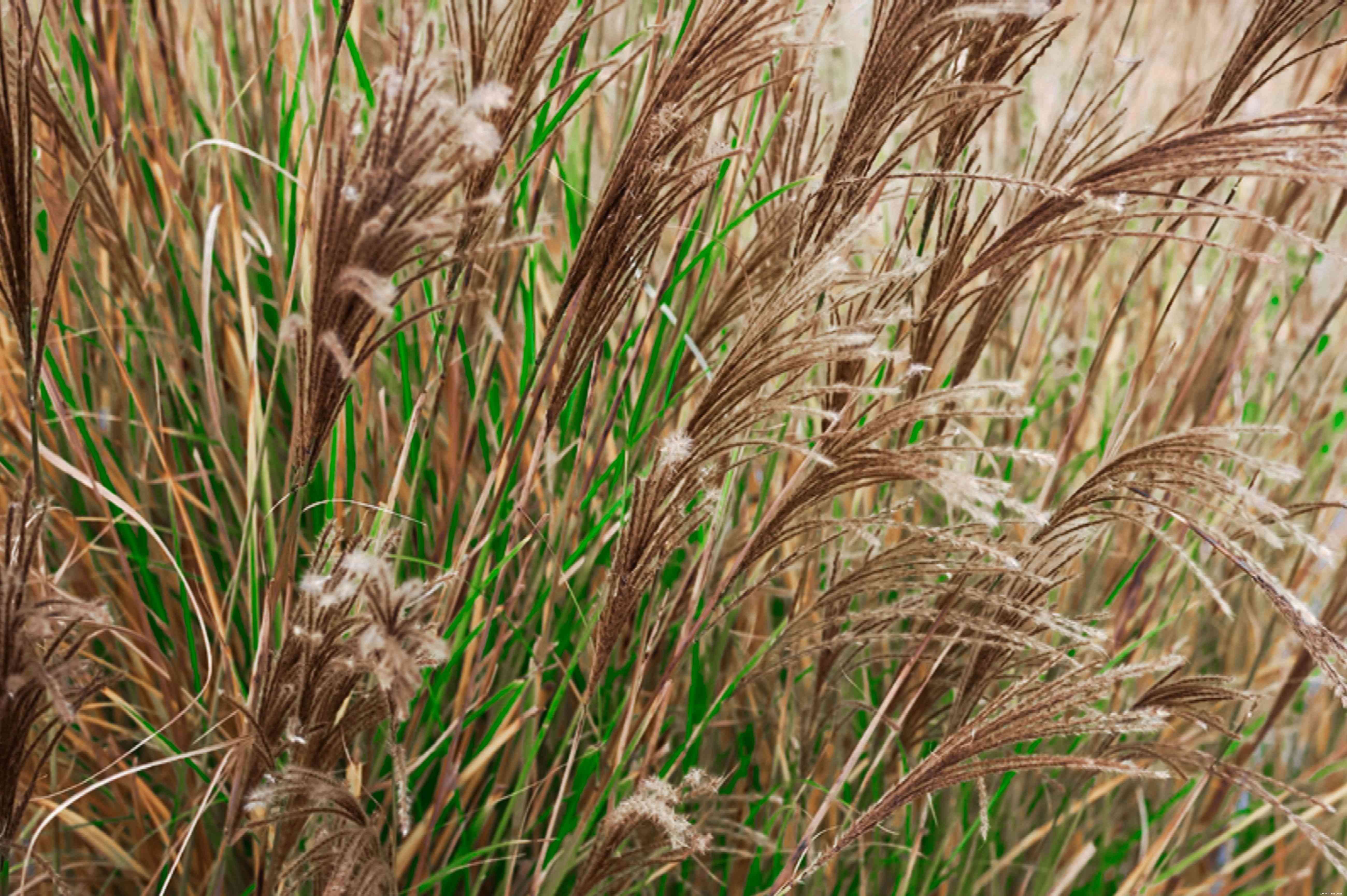 33 meilleures plantes de rocaille pour le soleil ou l ombre 