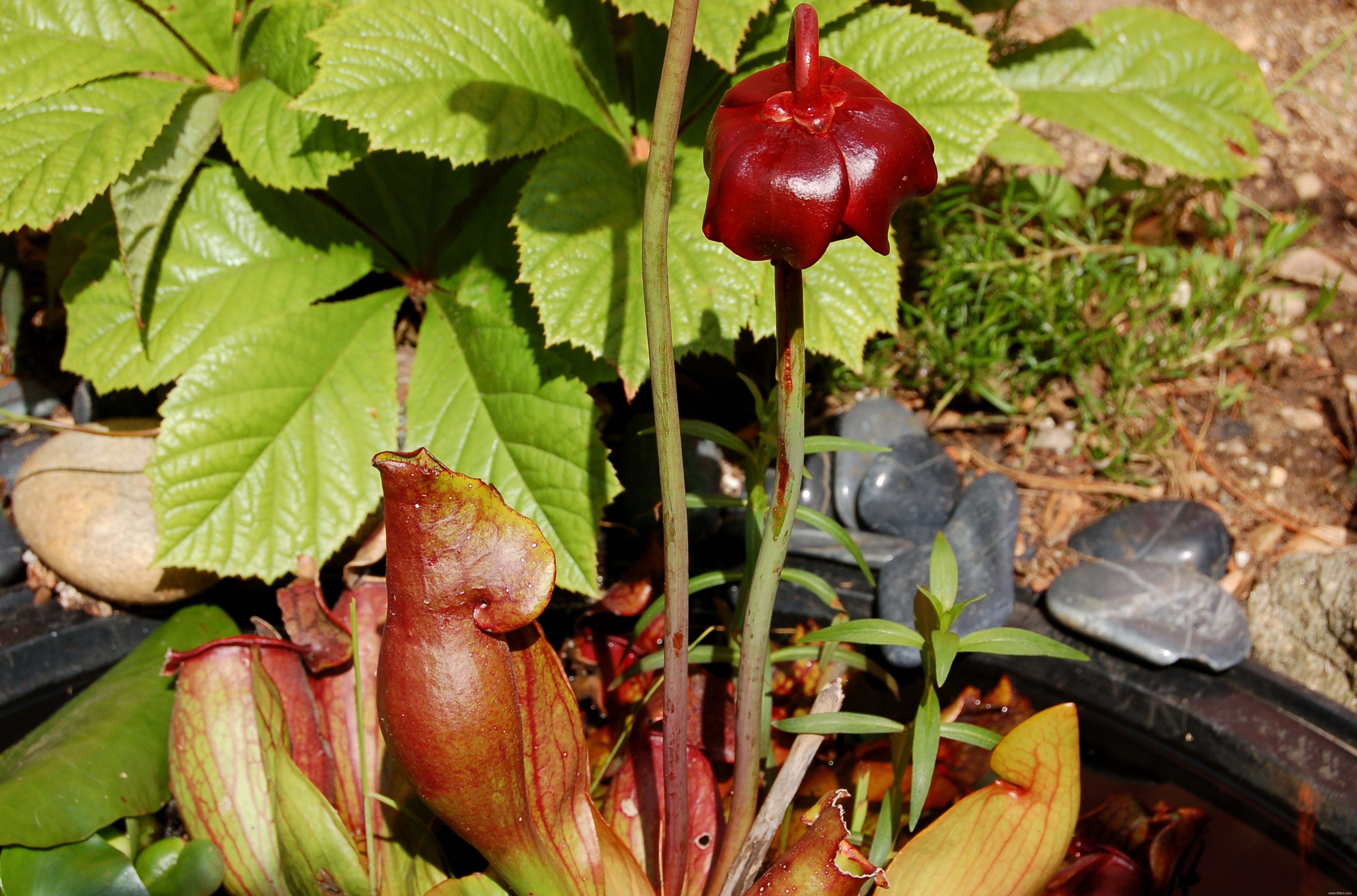 Meilleures variétés de plantes d étang d arrière-cour 