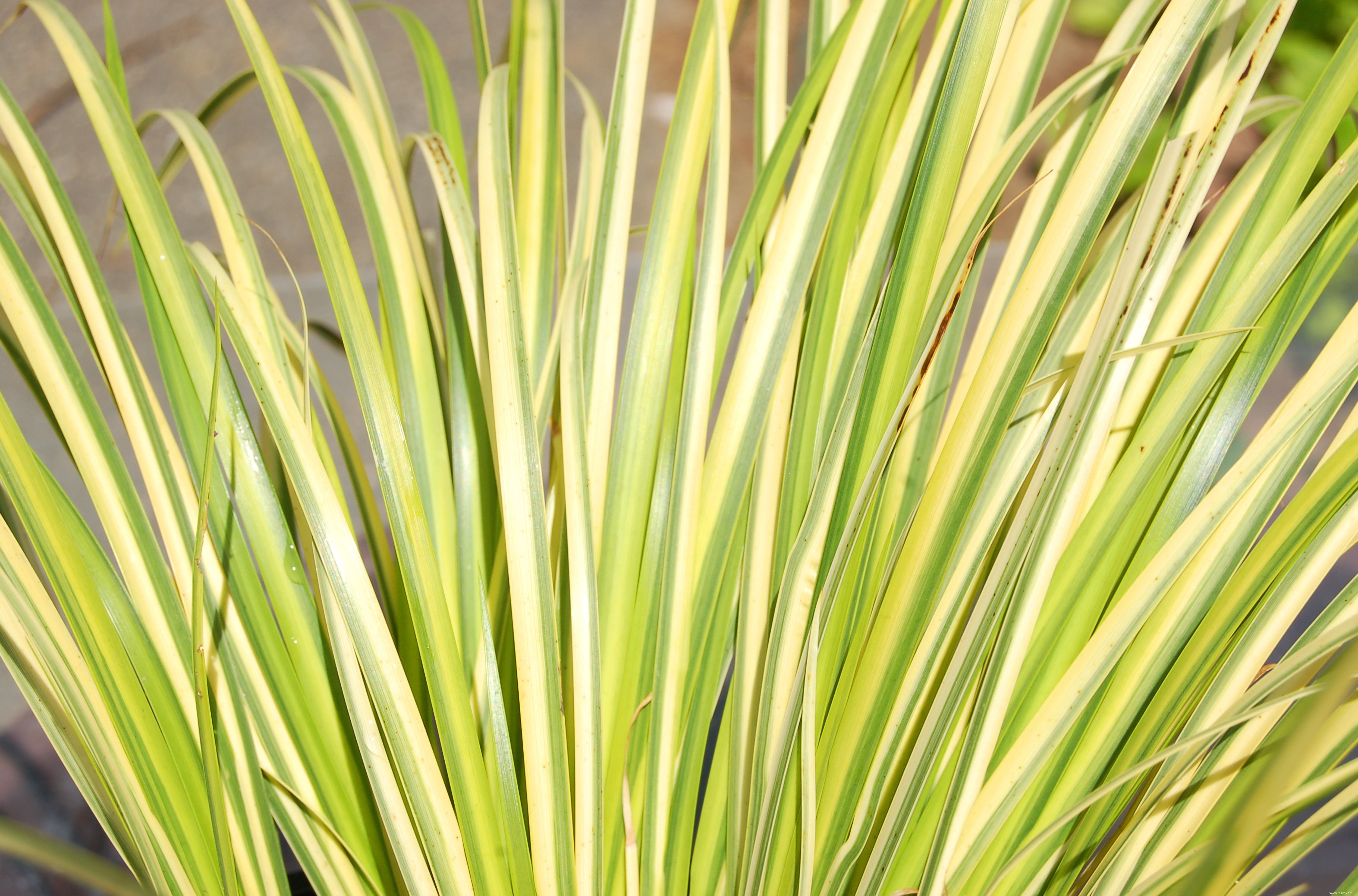 Meilleures variétés de plantes d étang d arrière-cour 