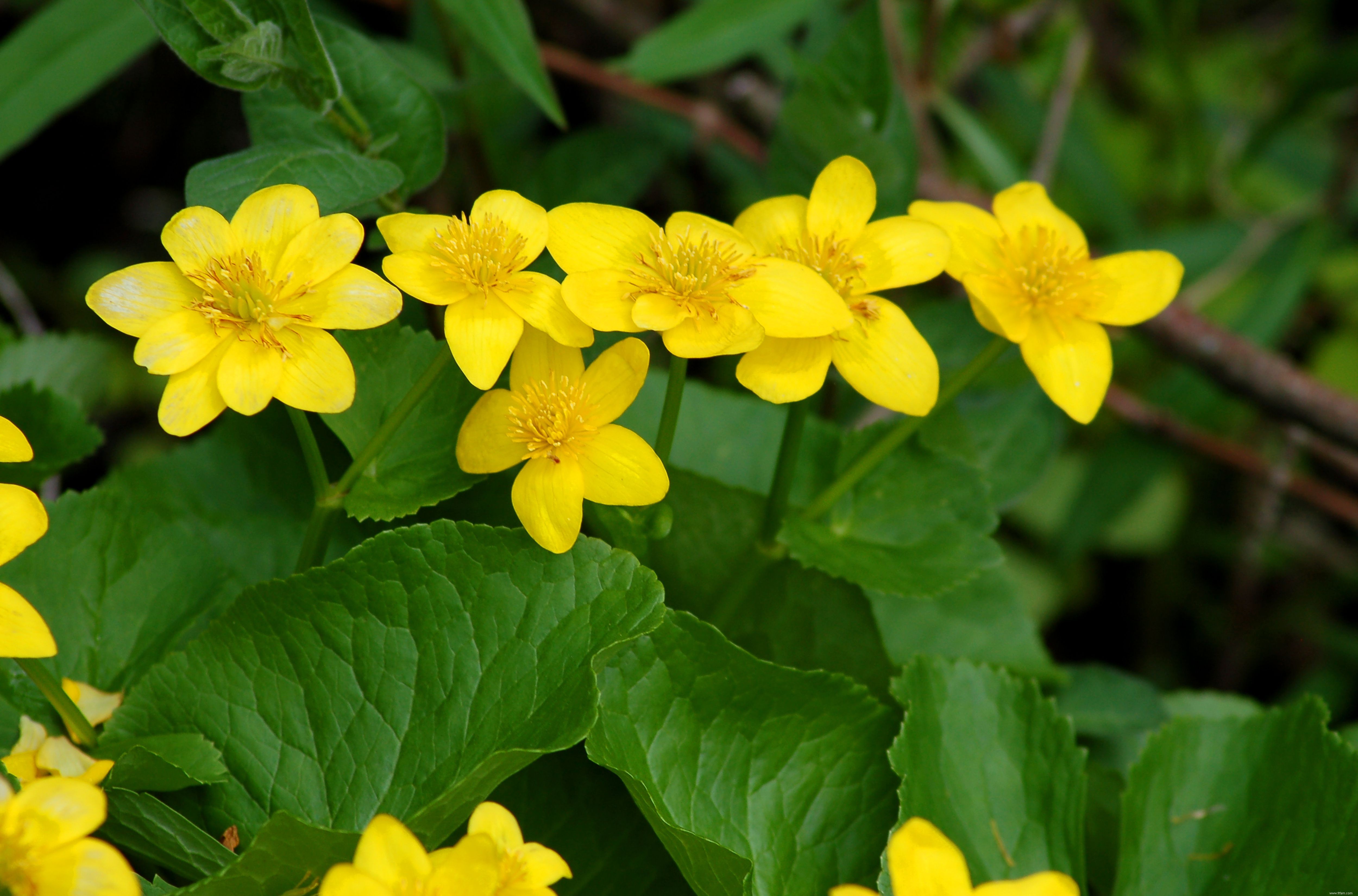 Meilleures variétés de plantes d étang d arrière-cour 