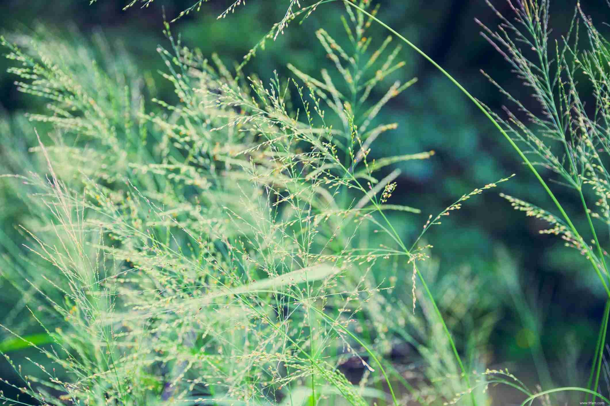 Quelles plantes pousseront sous les arbres à feuilles persistantes ? 