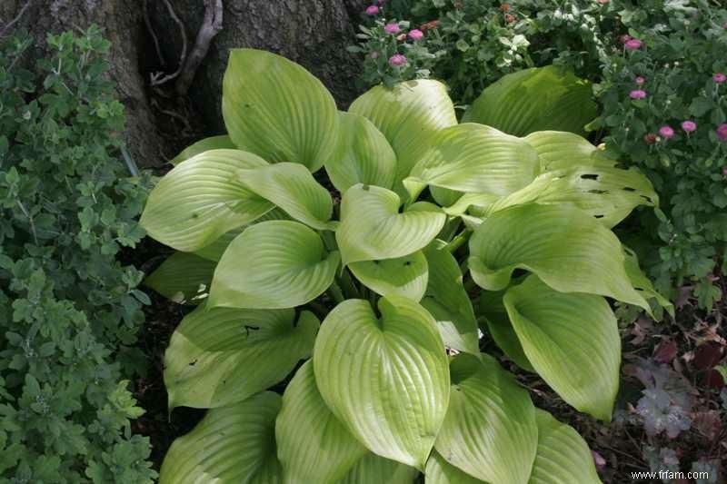 12 types d Hosta colorés pour votre jardin 