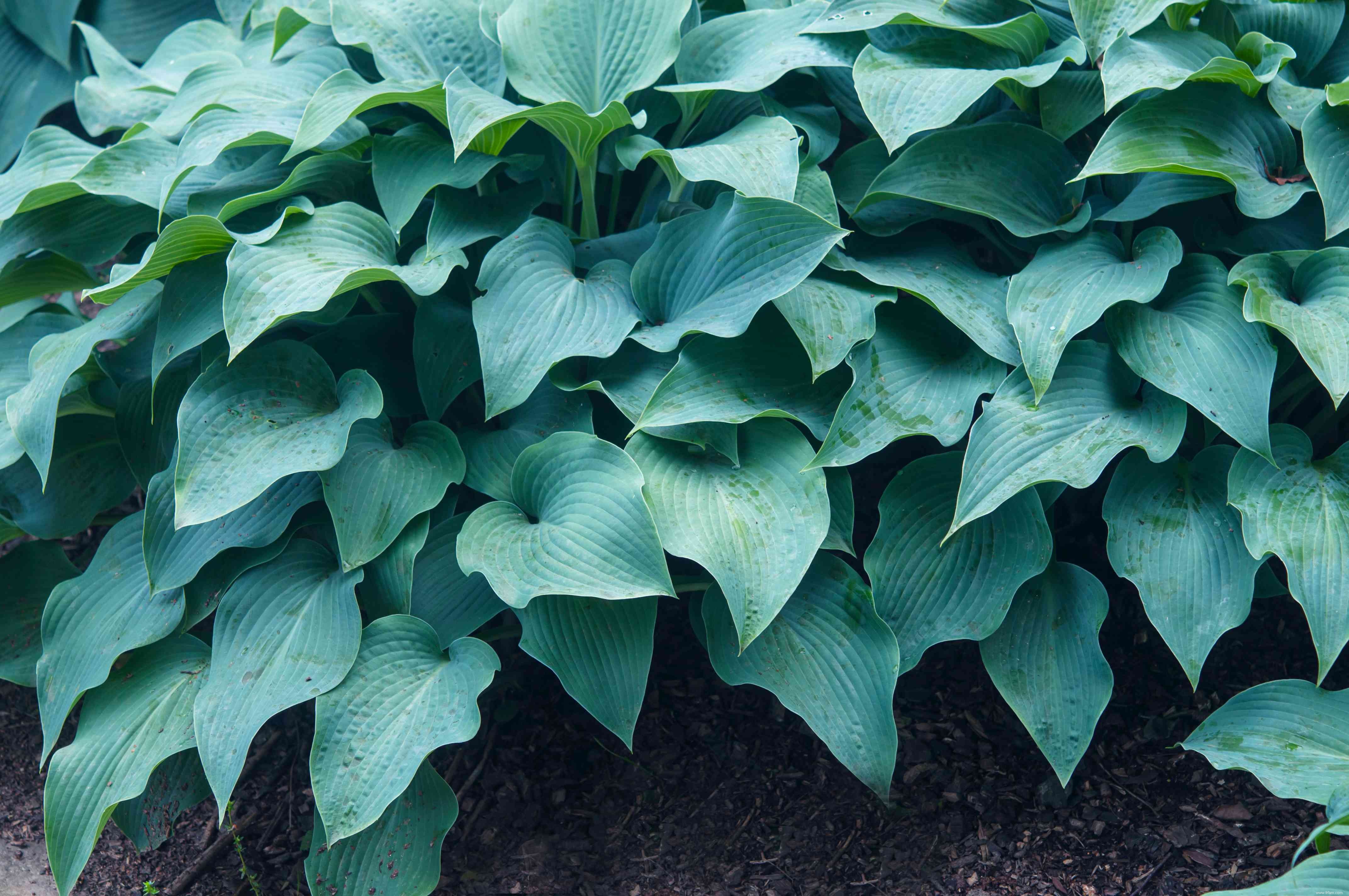 12 types d Hosta colorés pour votre jardin 