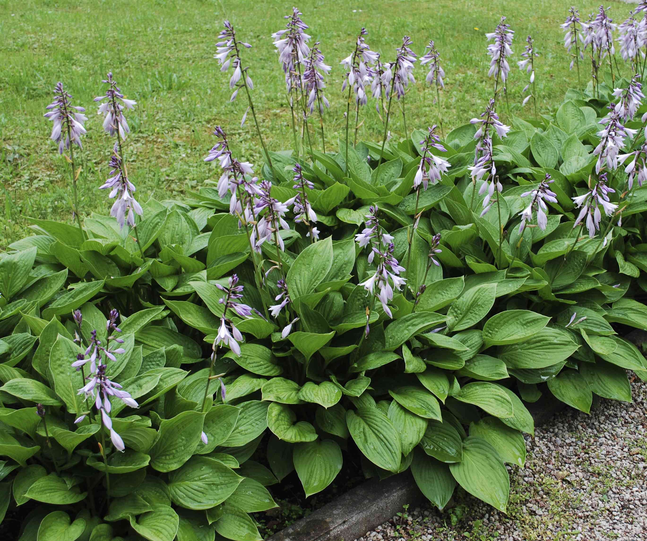 12 types d Hosta colorés pour votre jardin 