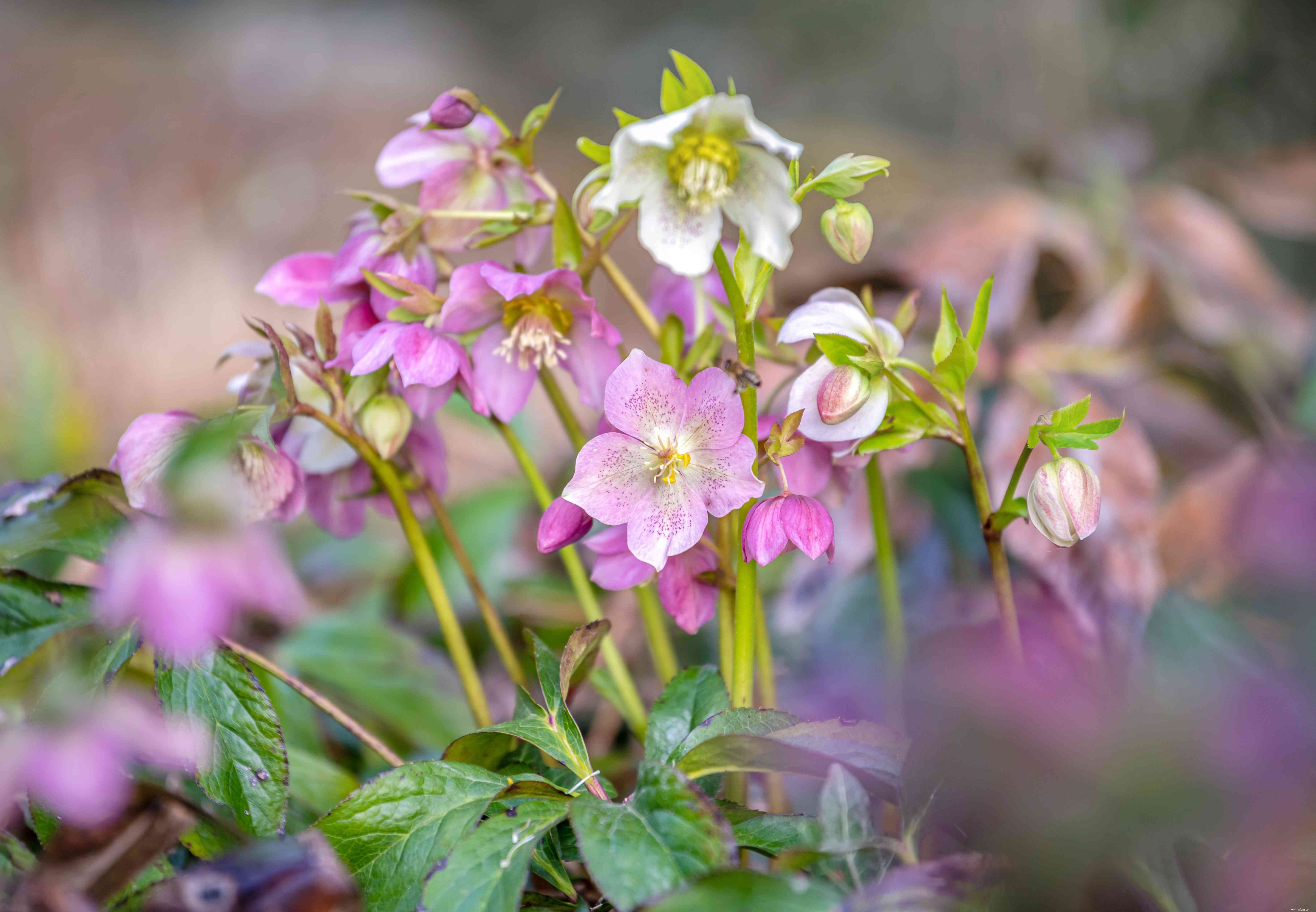 20 plantes faciles à cultiver en extérieur 