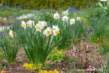 20 plantes faciles à cultiver en extérieur 