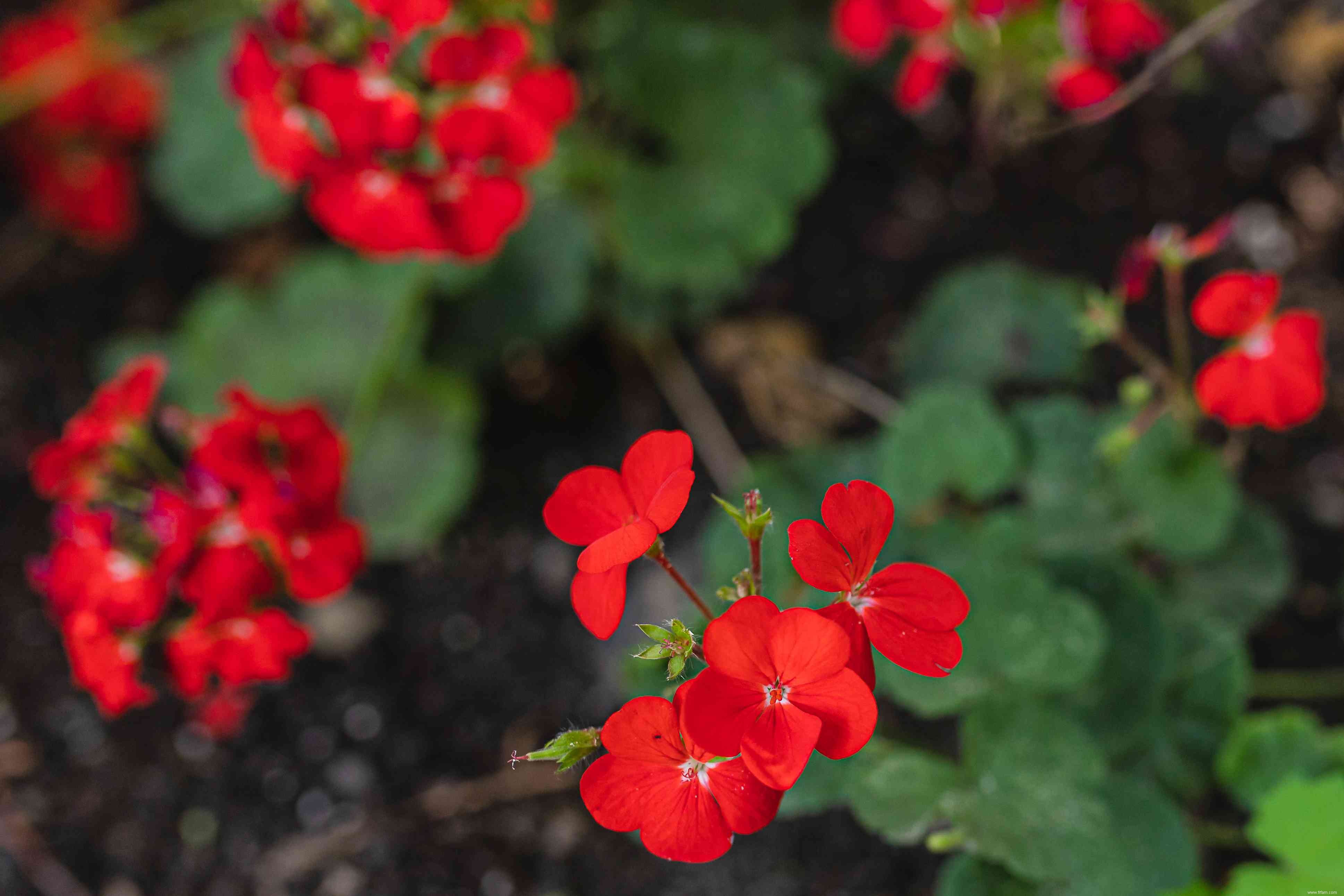 20 plantes faciles à cultiver en extérieur 