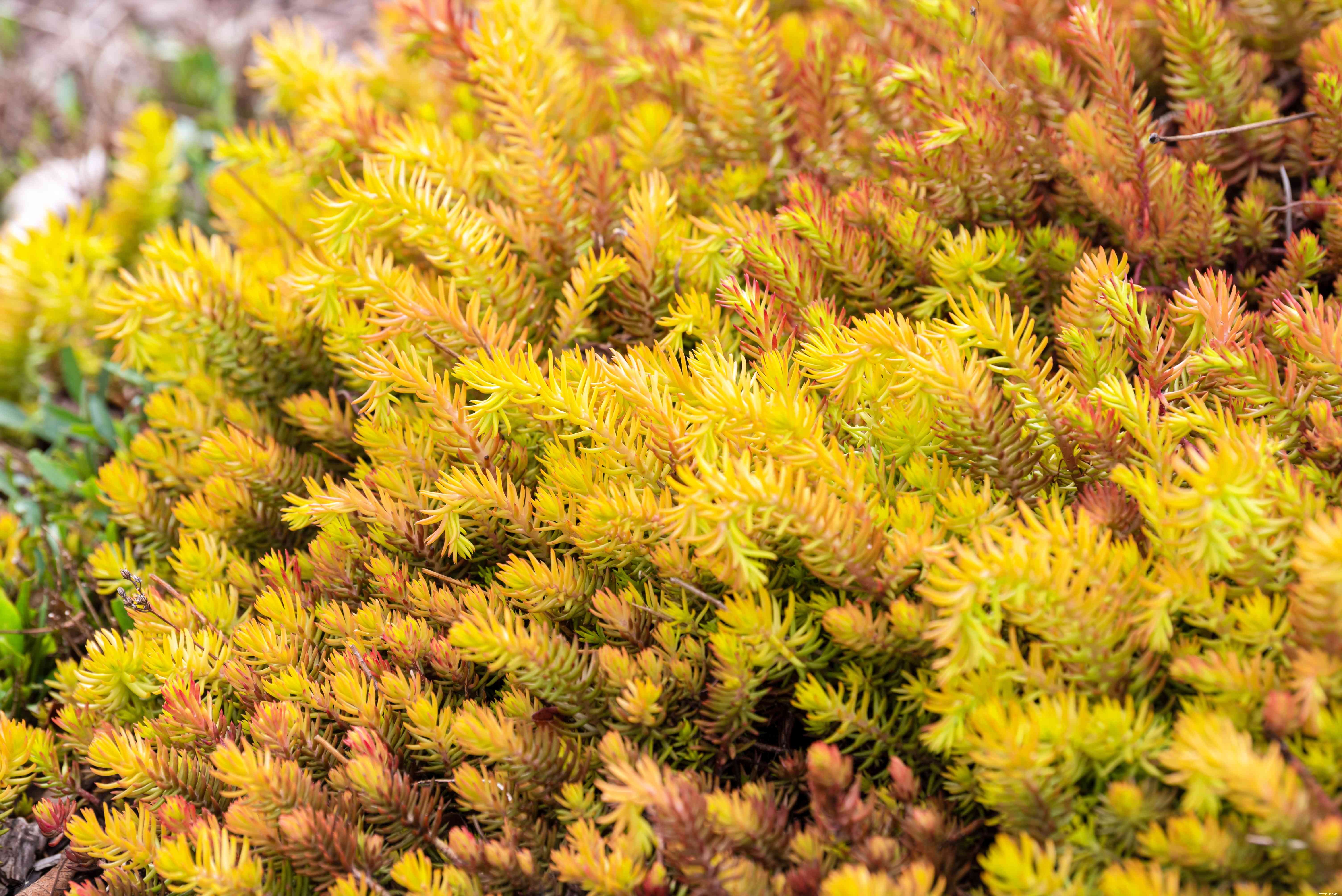 20 plantes faciles à cultiver en extérieur 