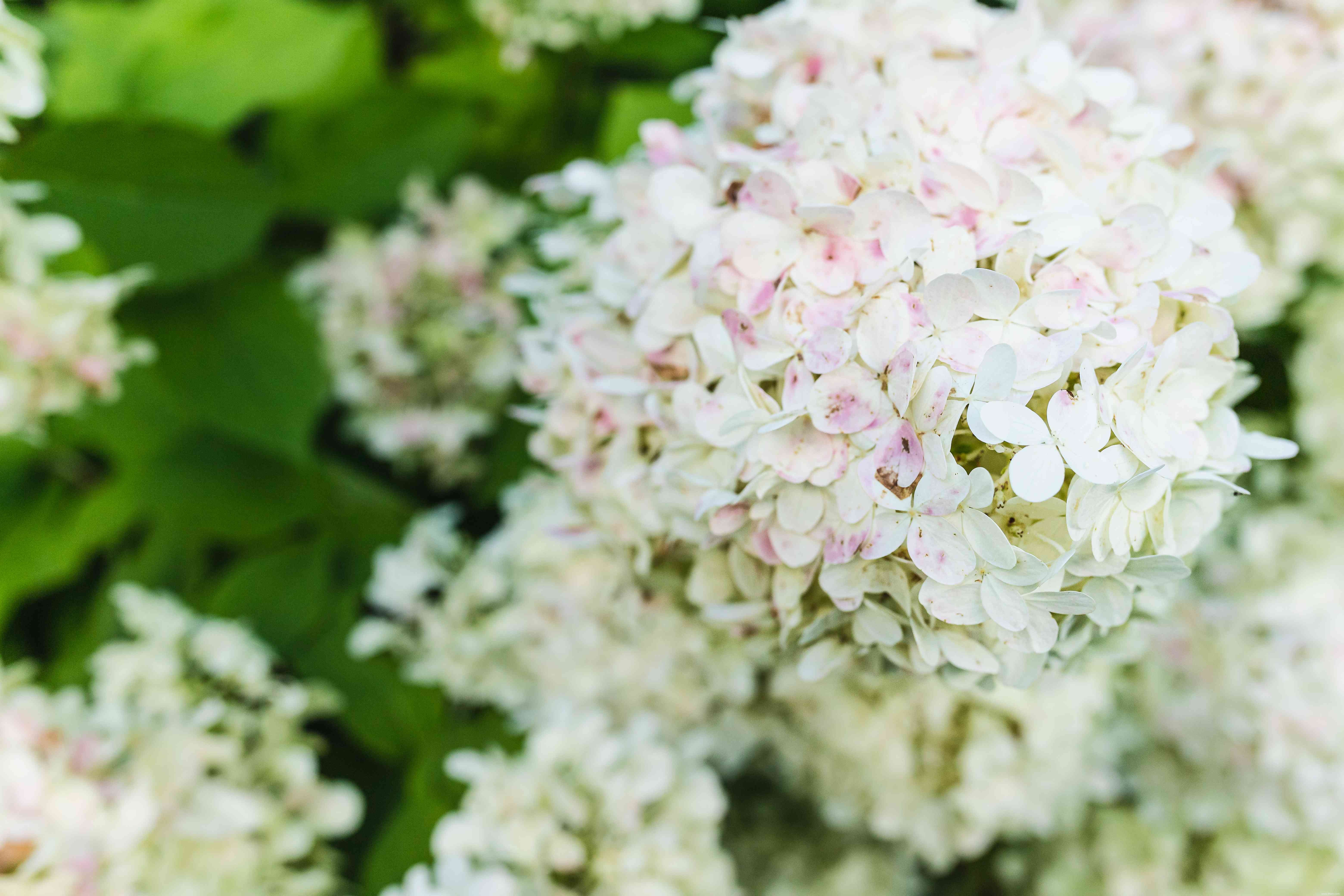 20 plantes faciles à cultiver en extérieur 