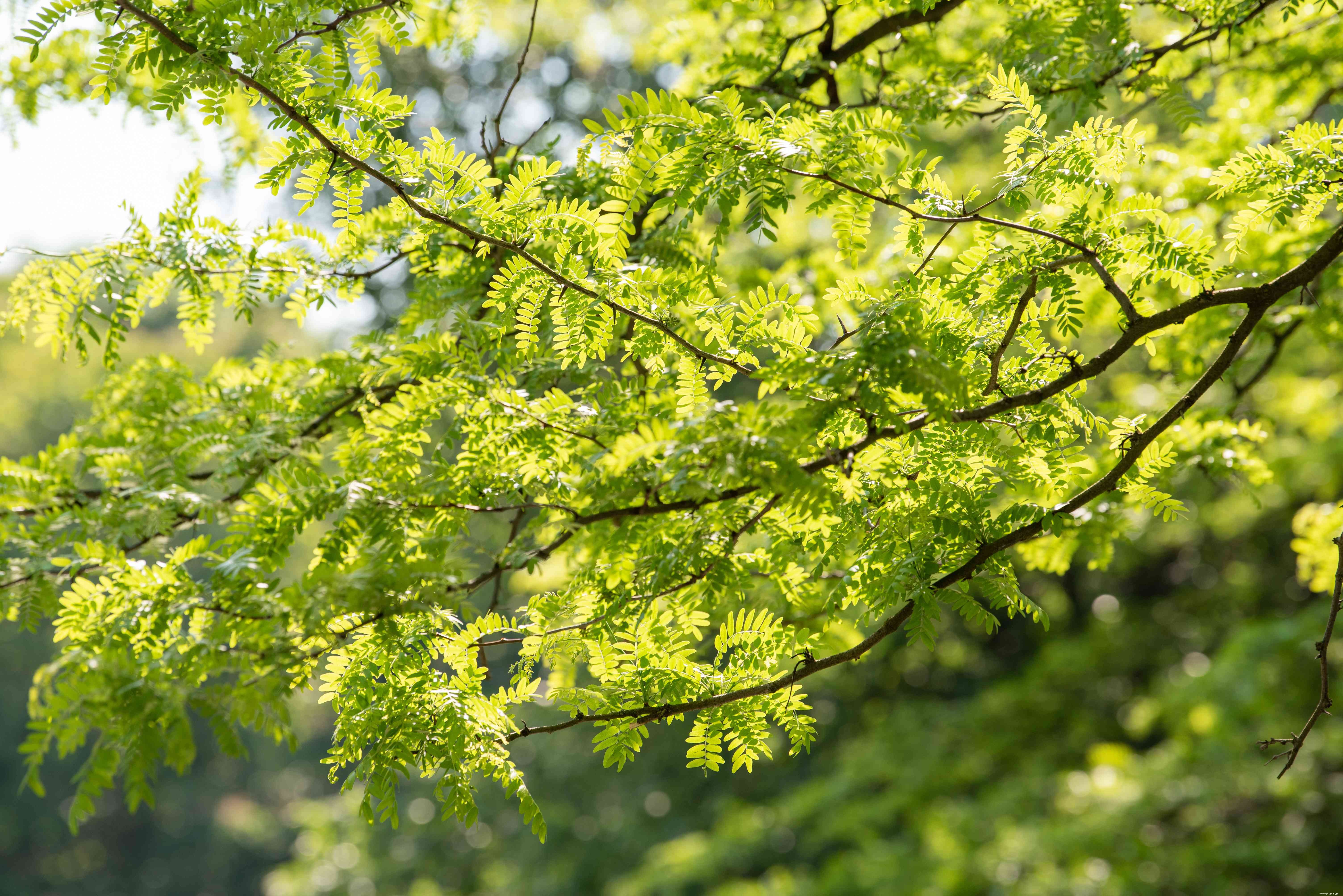 20 plantes faciles à cultiver en extérieur 