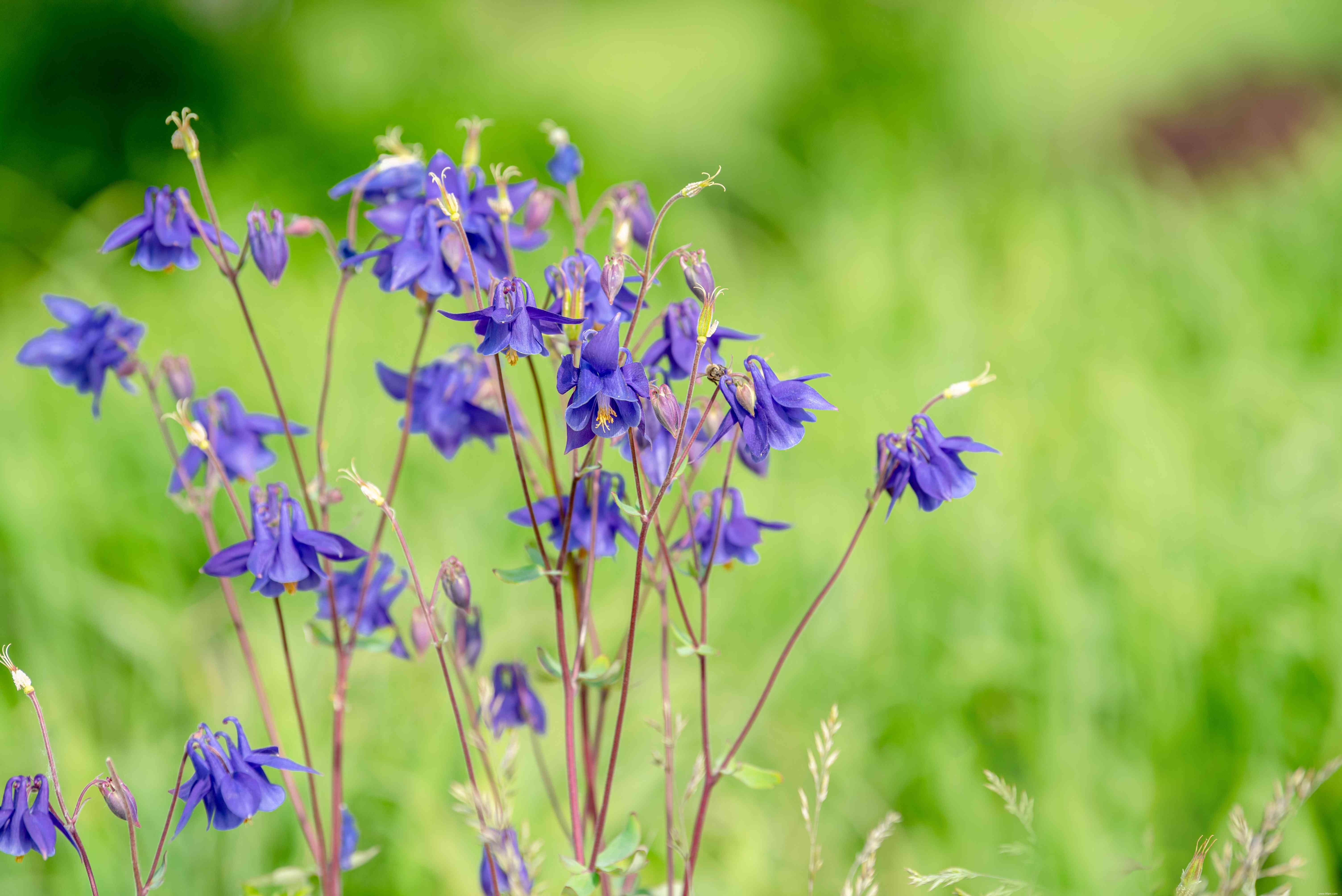 20 plantes faciles à cultiver en extérieur 