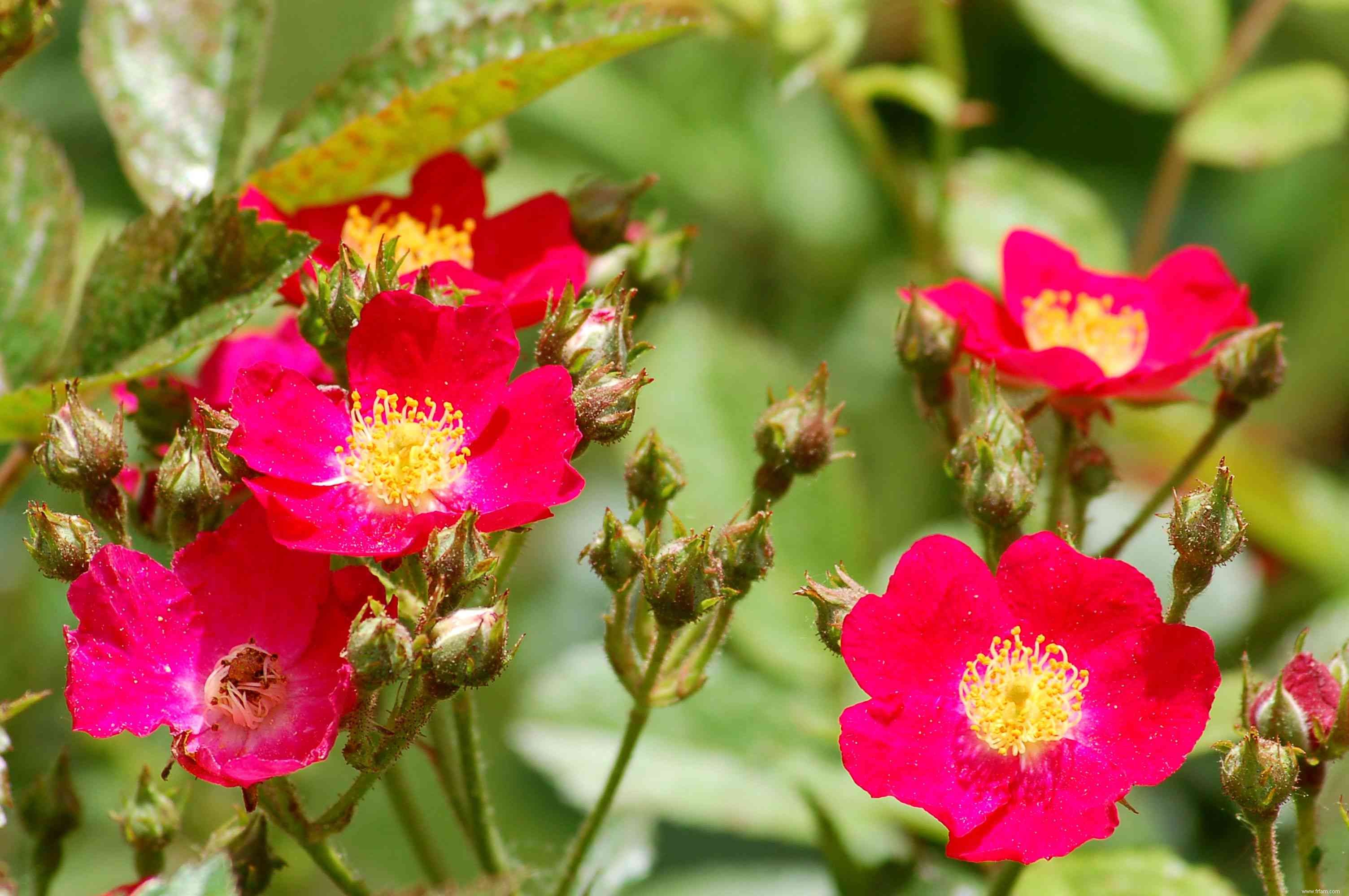 20 plantes faciles à cultiver en extérieur 