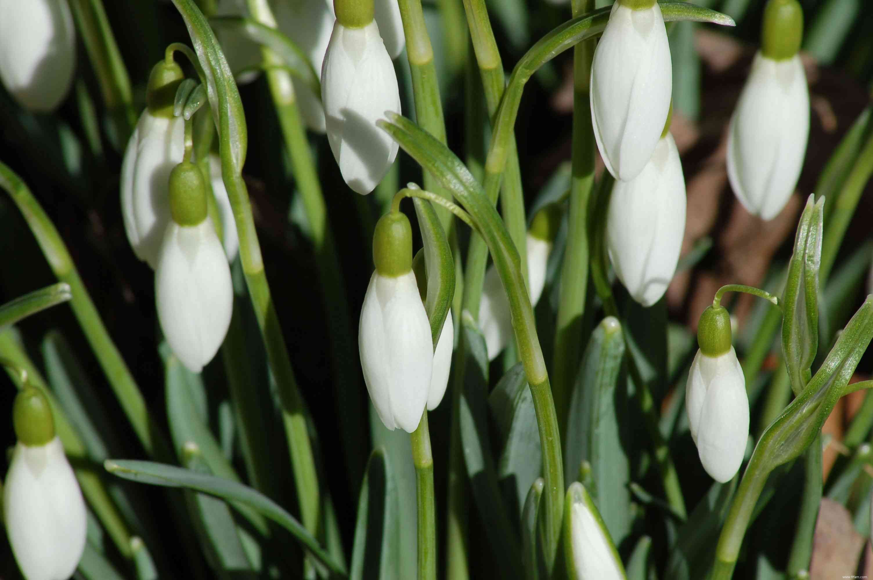 20 plantes faciles à cultiver en extérieur 