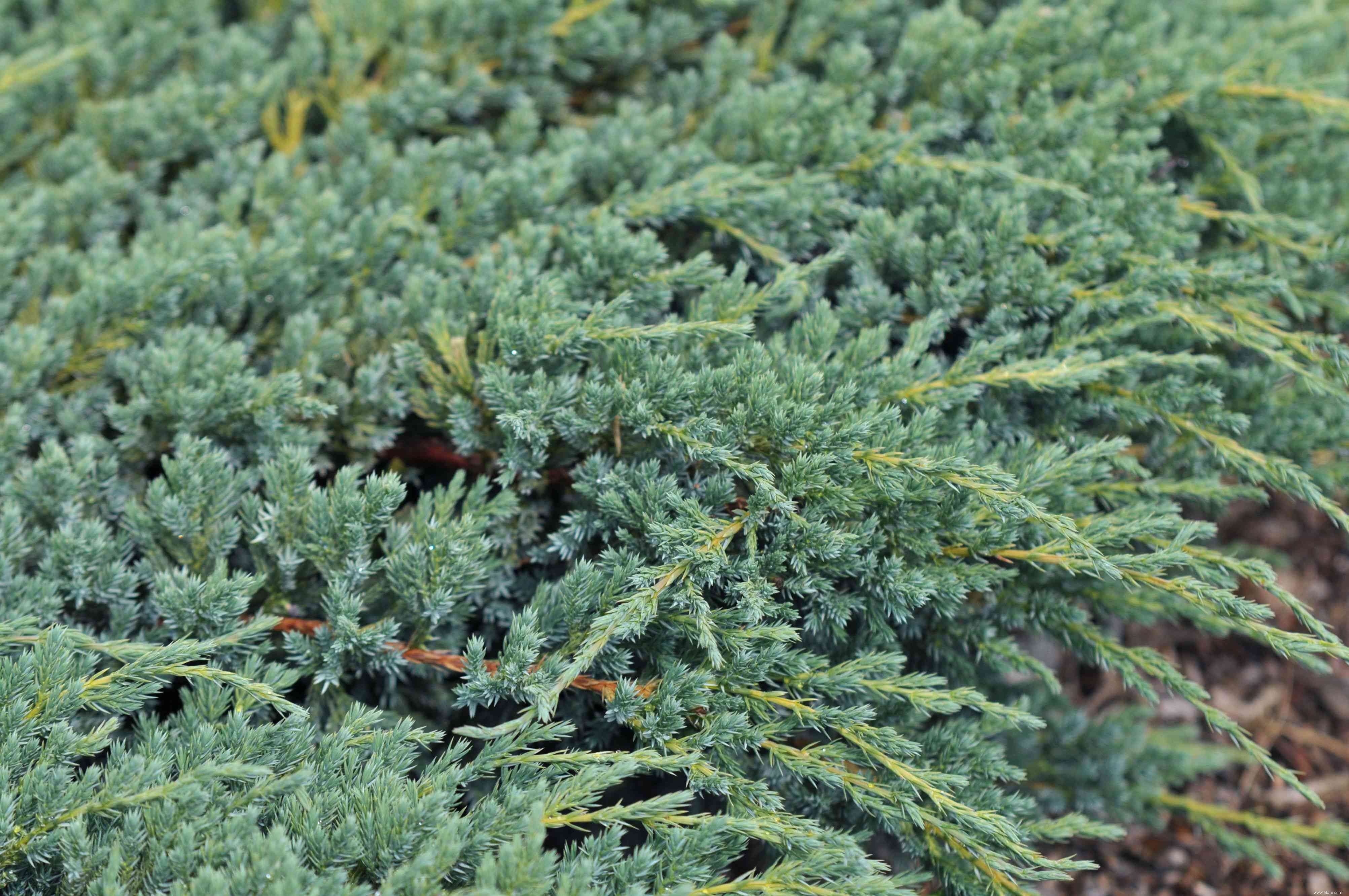 20 plantes faciles à cultiver en extérieur 