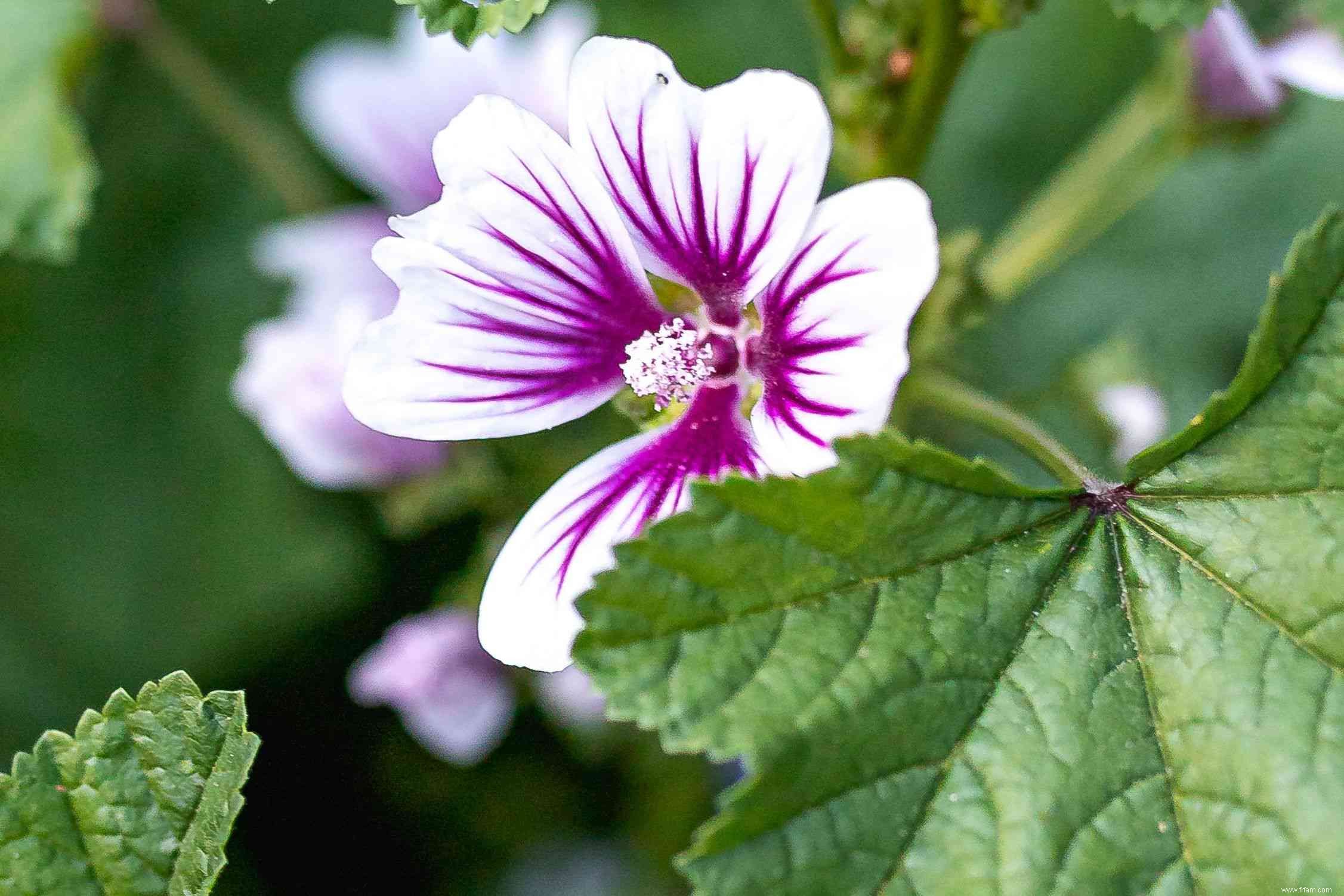 20 plantes faciles à cultiver en extérieur 